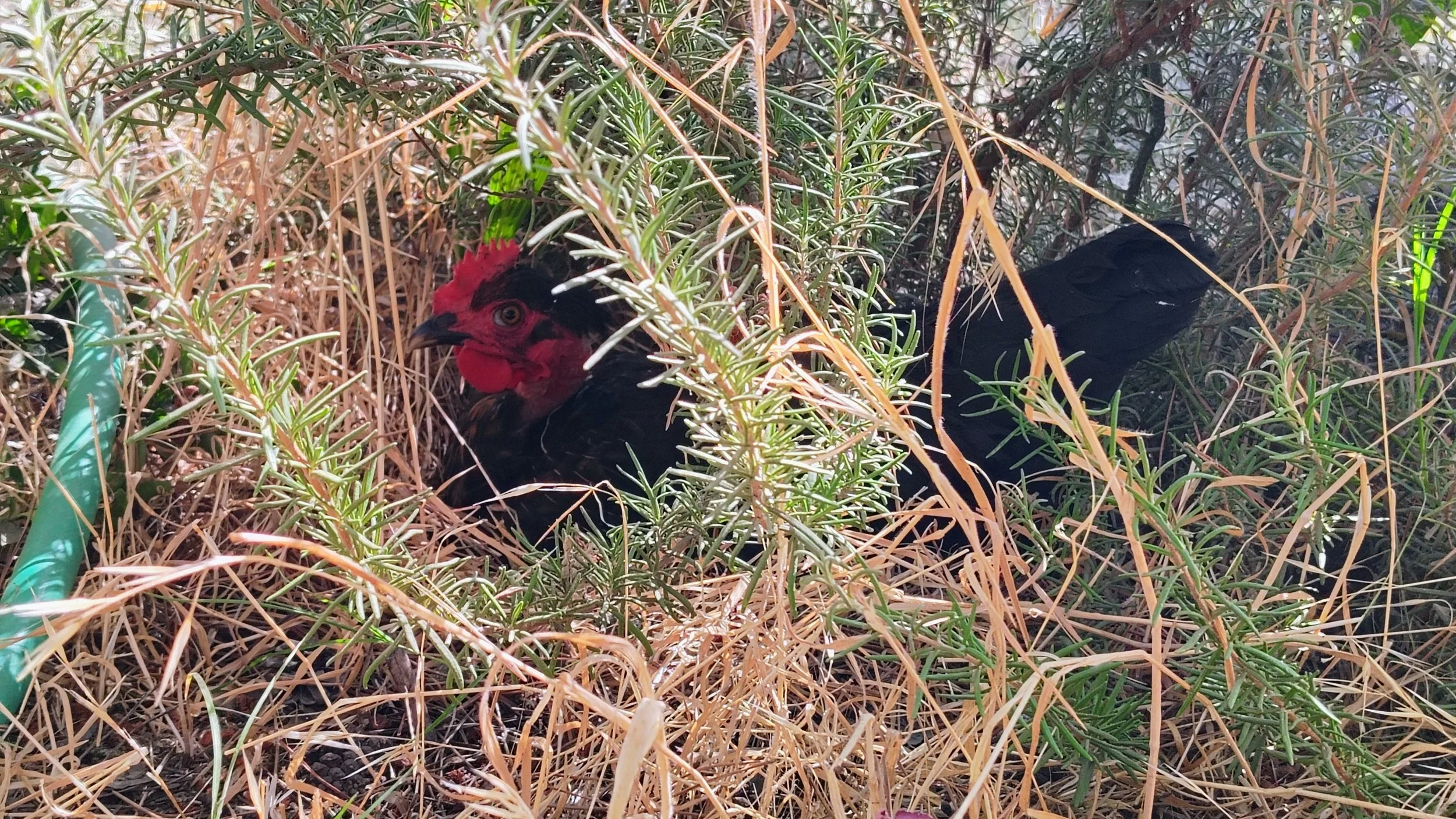 A black bird with a red face and crown hidden among dry and green plants.