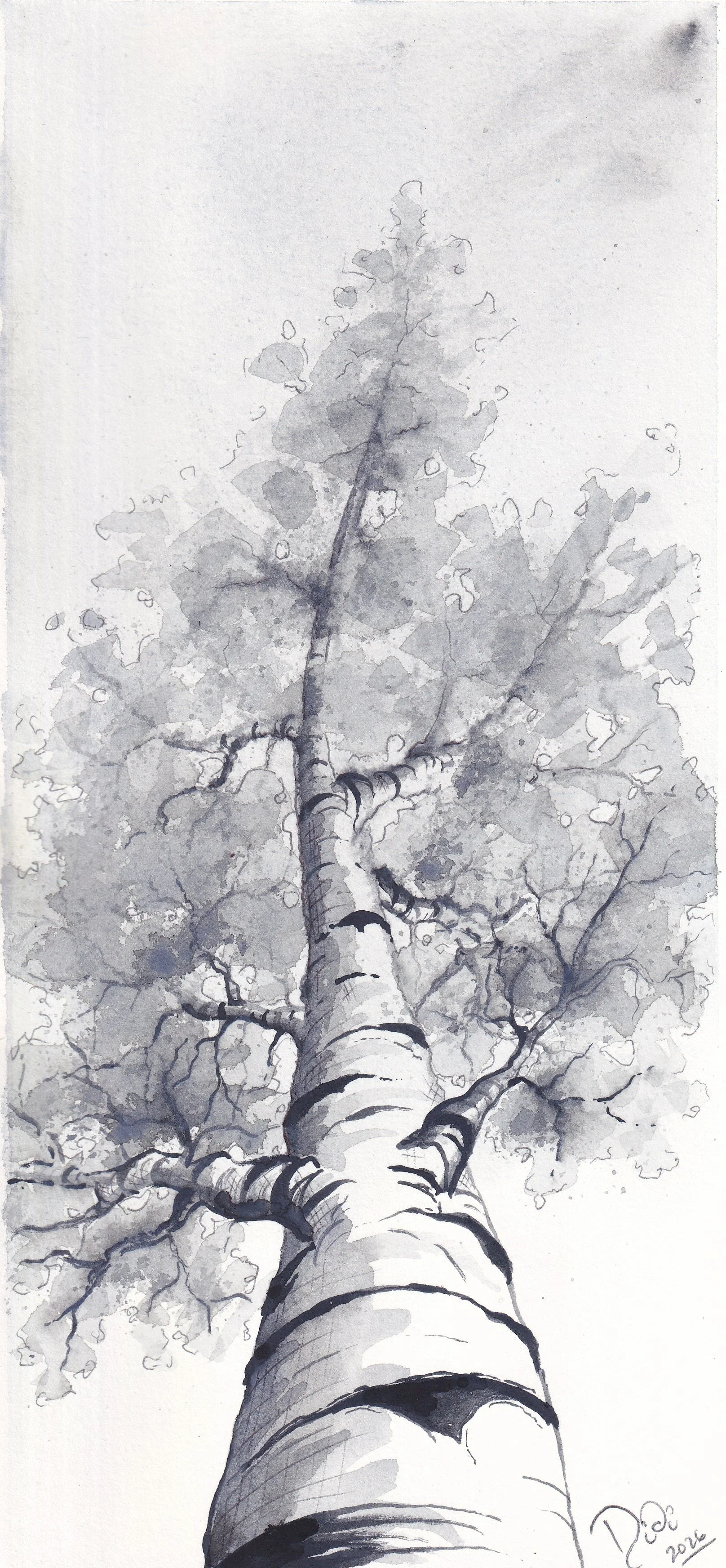 Black and white Silver Birch.jpg