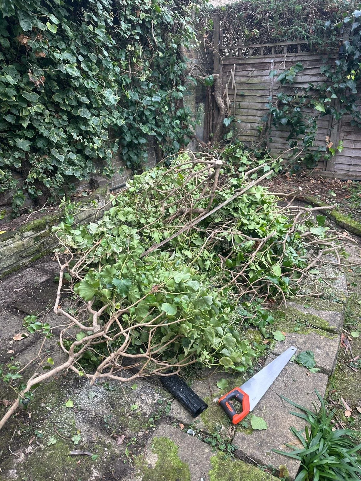 Garden Clearance in Clapham clearing a pile of cut tree branches and green leaves on a mossy stone patio, with a pruning saw and black handle tool nearby. The background features a wooden fence and a wall covered with ivy.