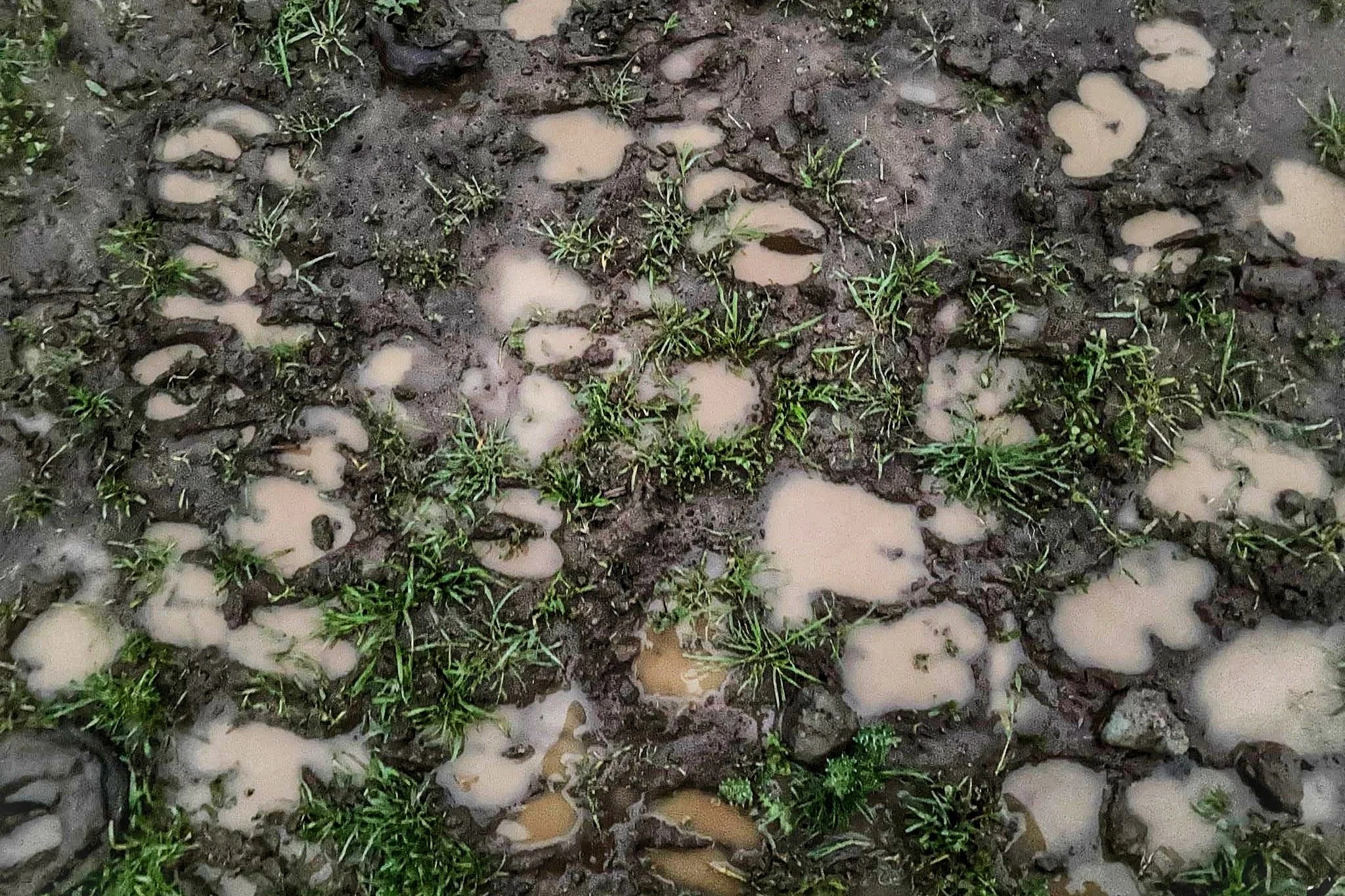 Hoofprints in Glass Rock