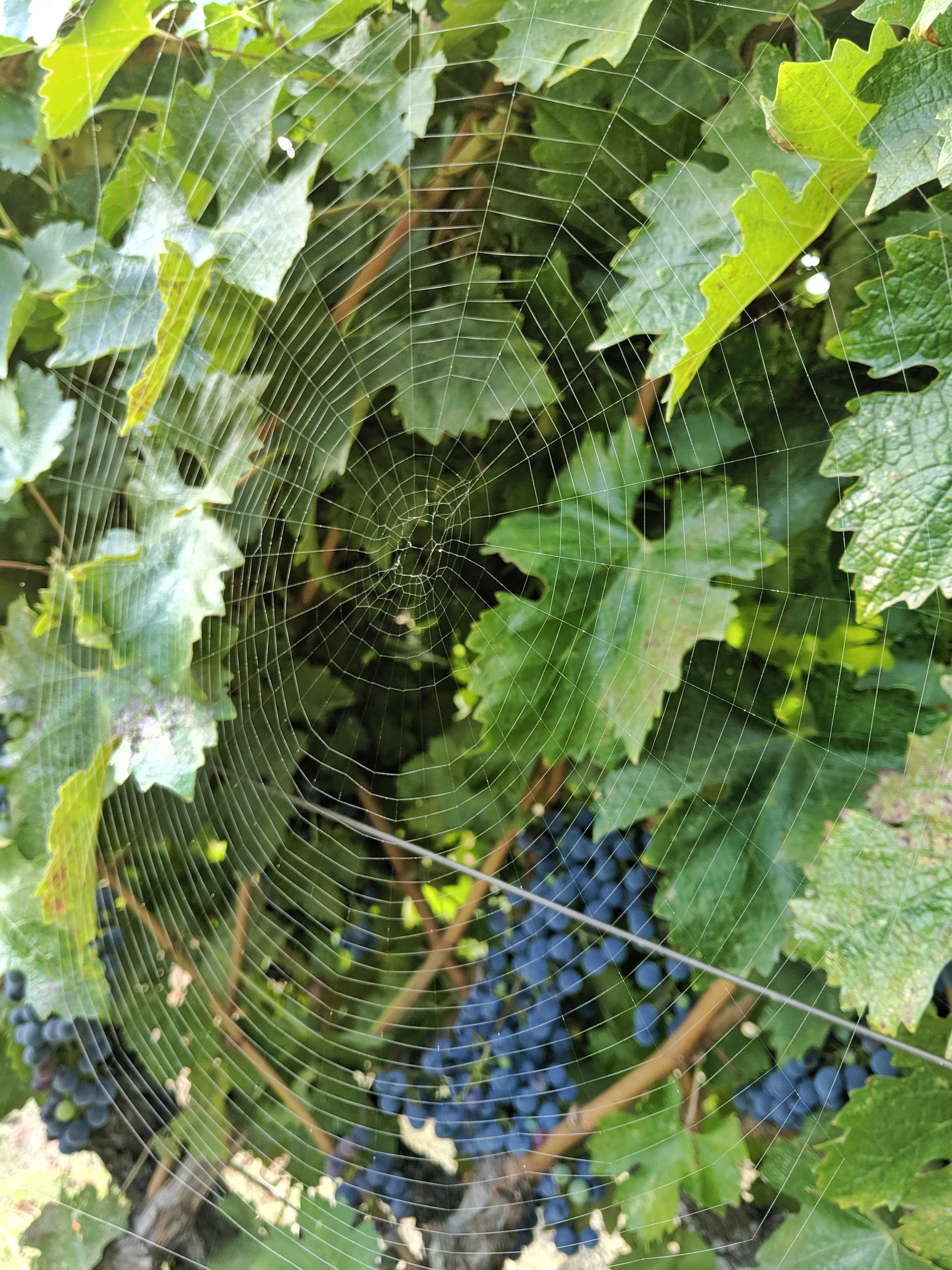 Spiderweb on the vine