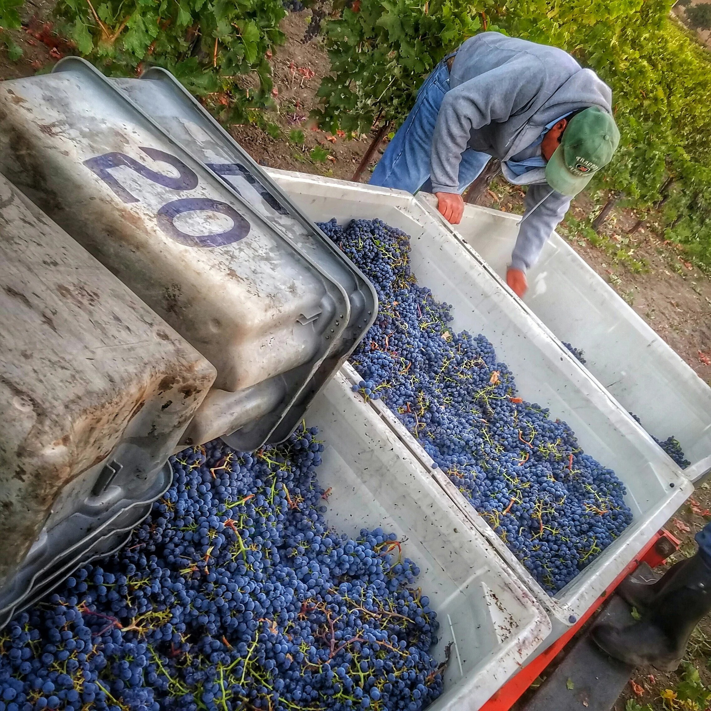 Harvest at Ghost Block
