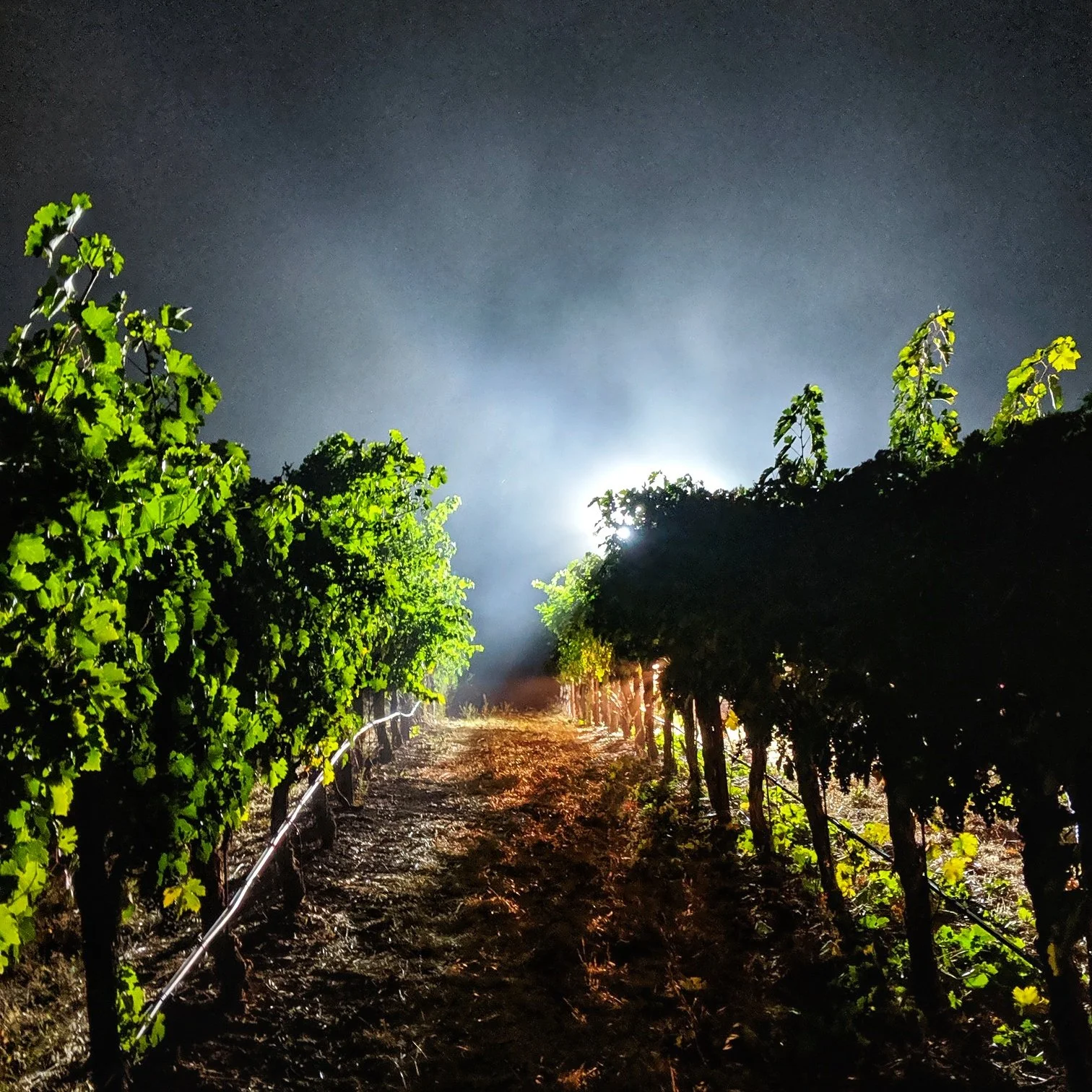 Night harvest at Granite Lake