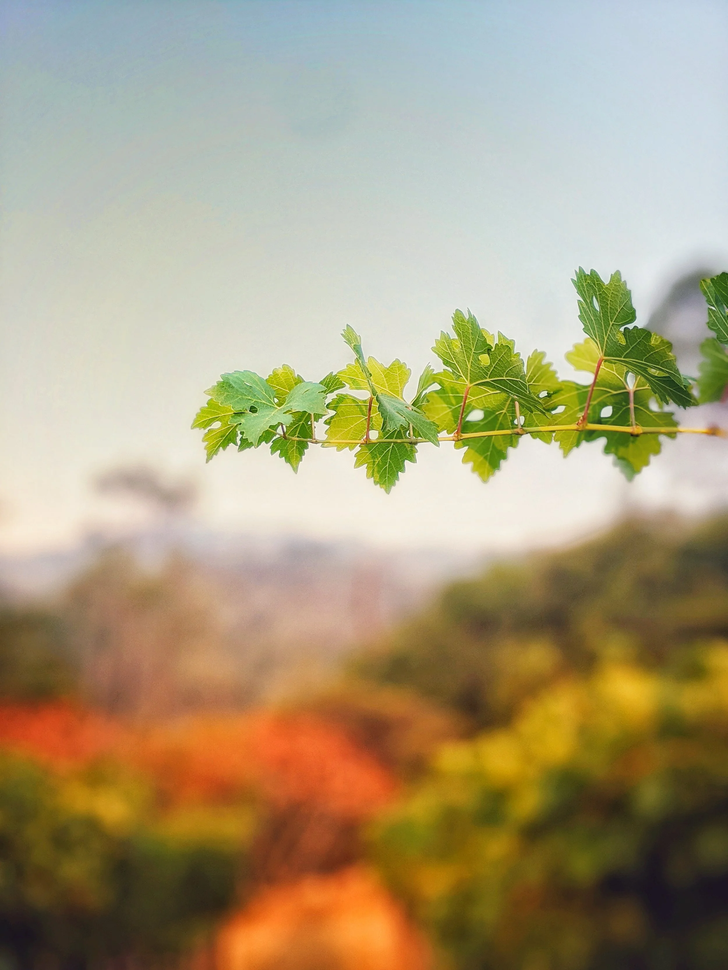 Vine shoot in Granite Lake