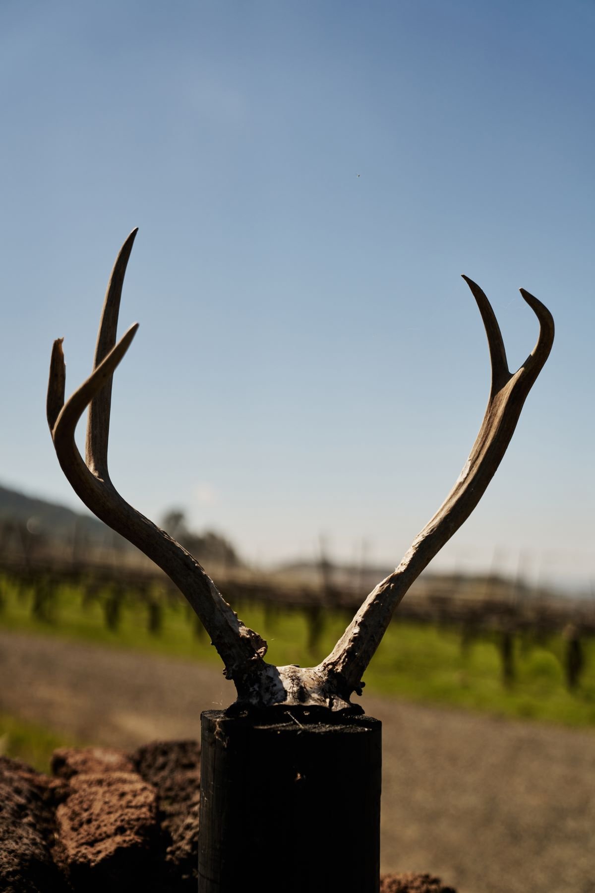 TWI Antlers in GRR SMALL.jpg