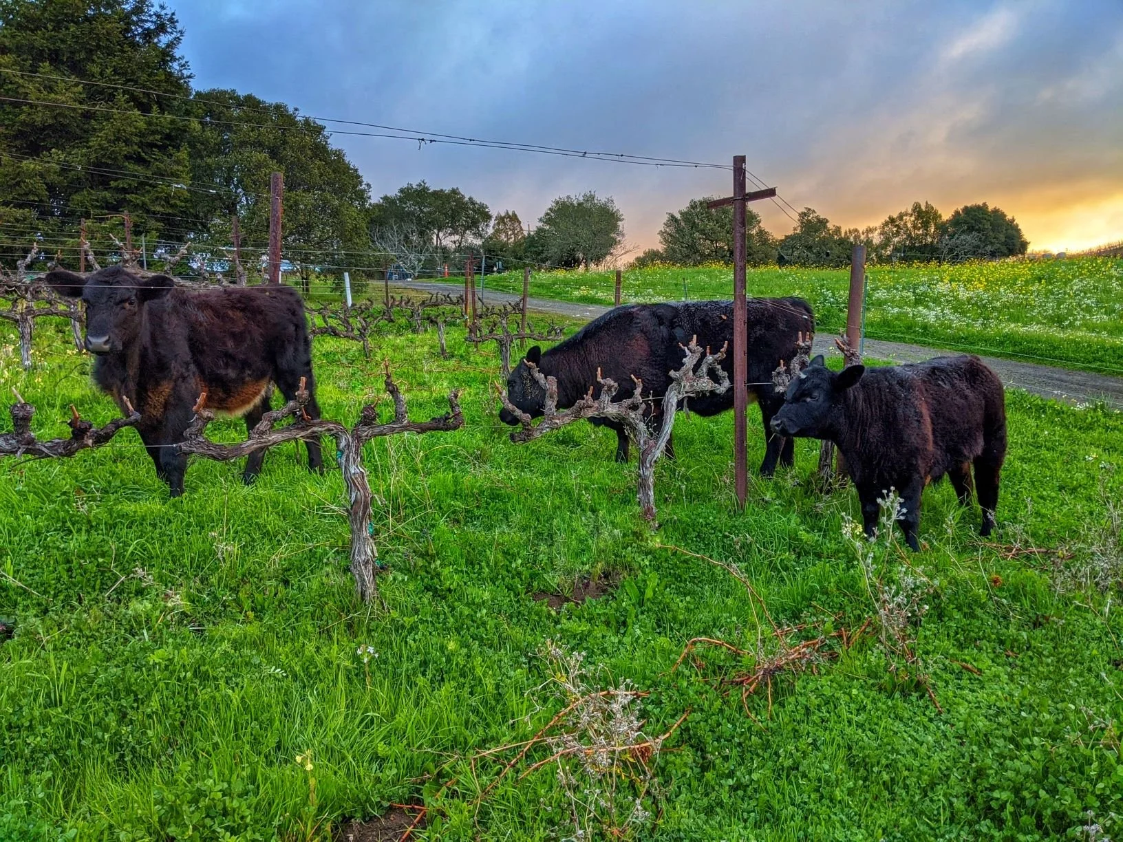 Archer & Byrd Cows Grazing