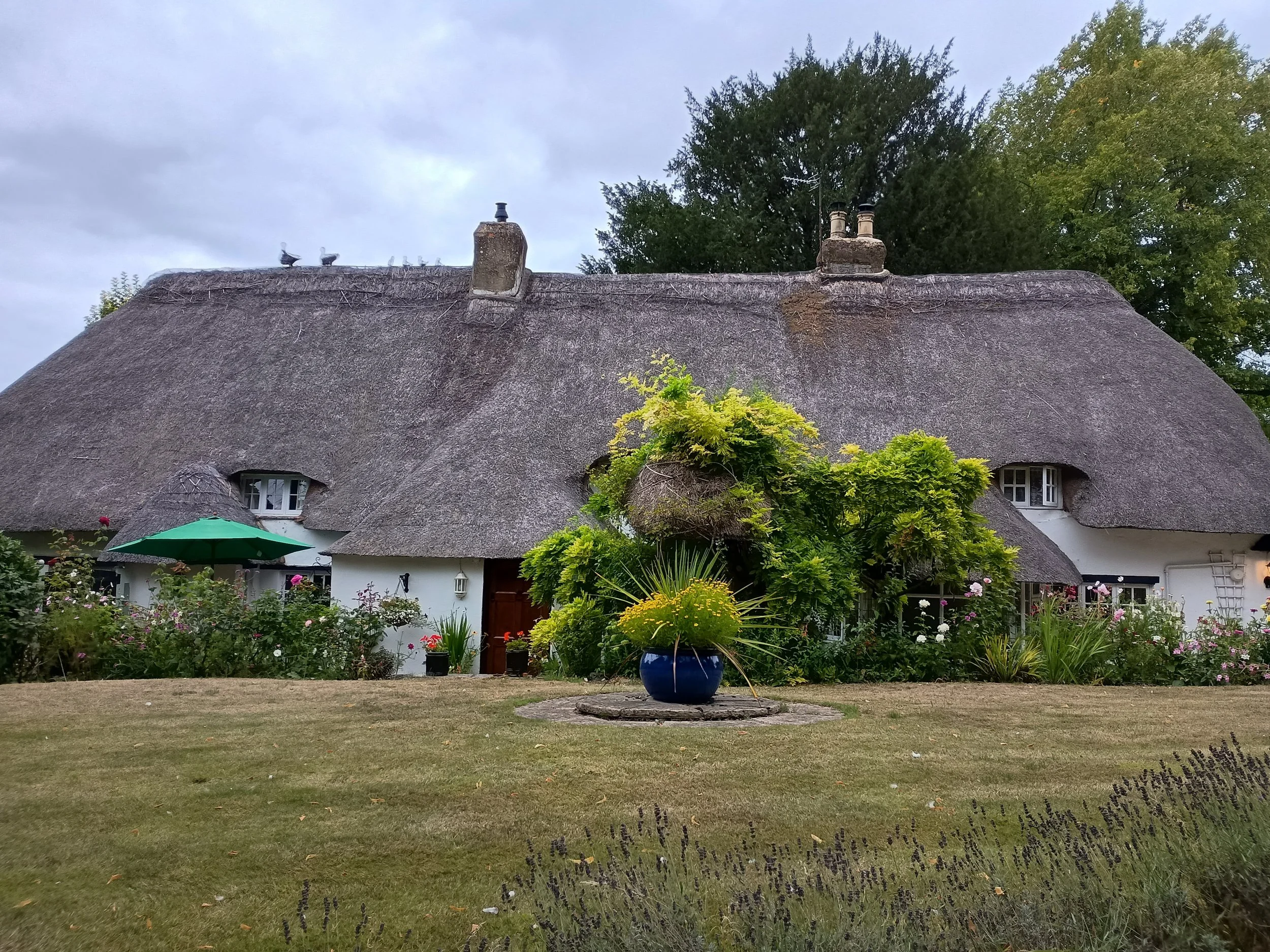 Before picture of worn and old thatched roof