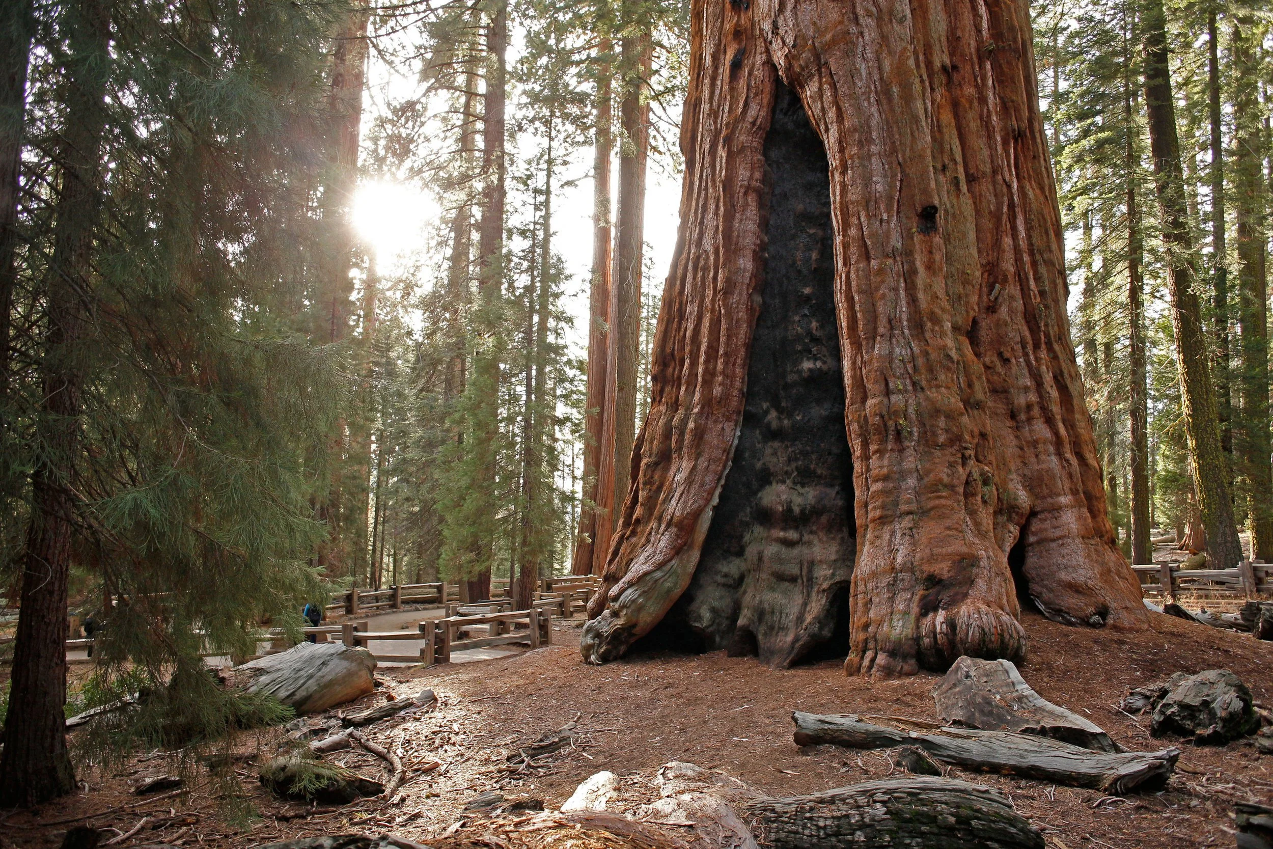 Sequoias