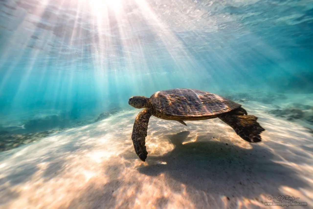 Hawaii