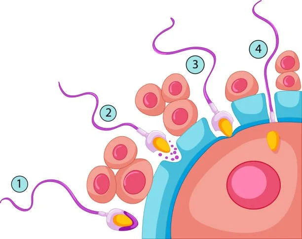 Illustration of a human cell with labeled parts including flagella, nucleus, and other cell structures.