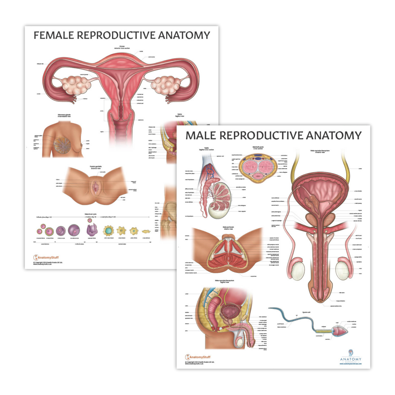 Posters illustrating female and male reproductive anatomy with labeled diagrams of reproductive organs and systems.