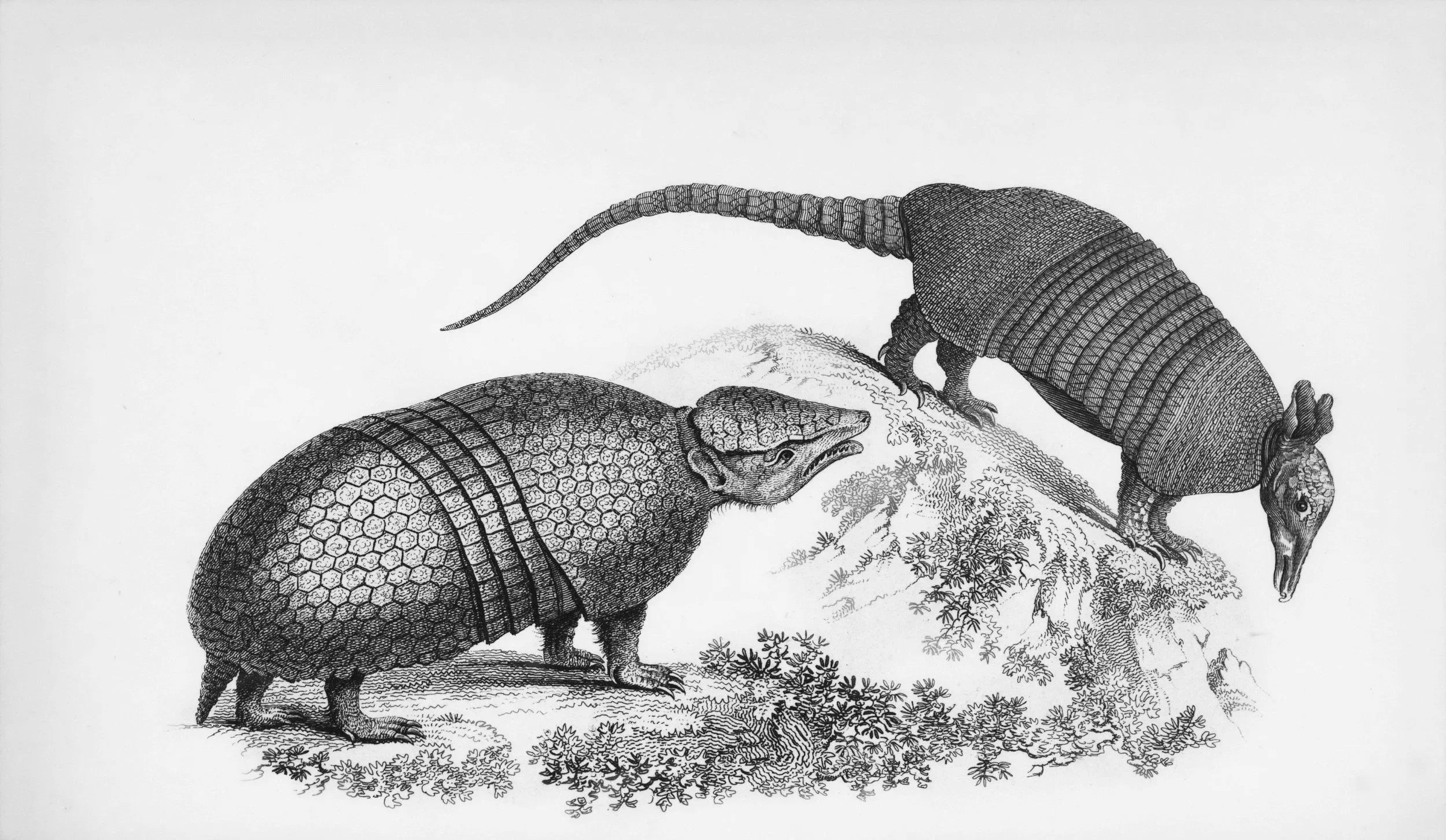 The Armadillo