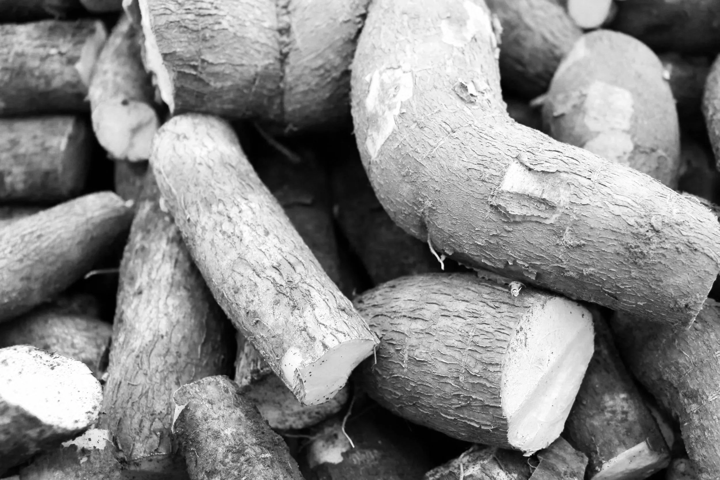 YUCCA ROOT. 