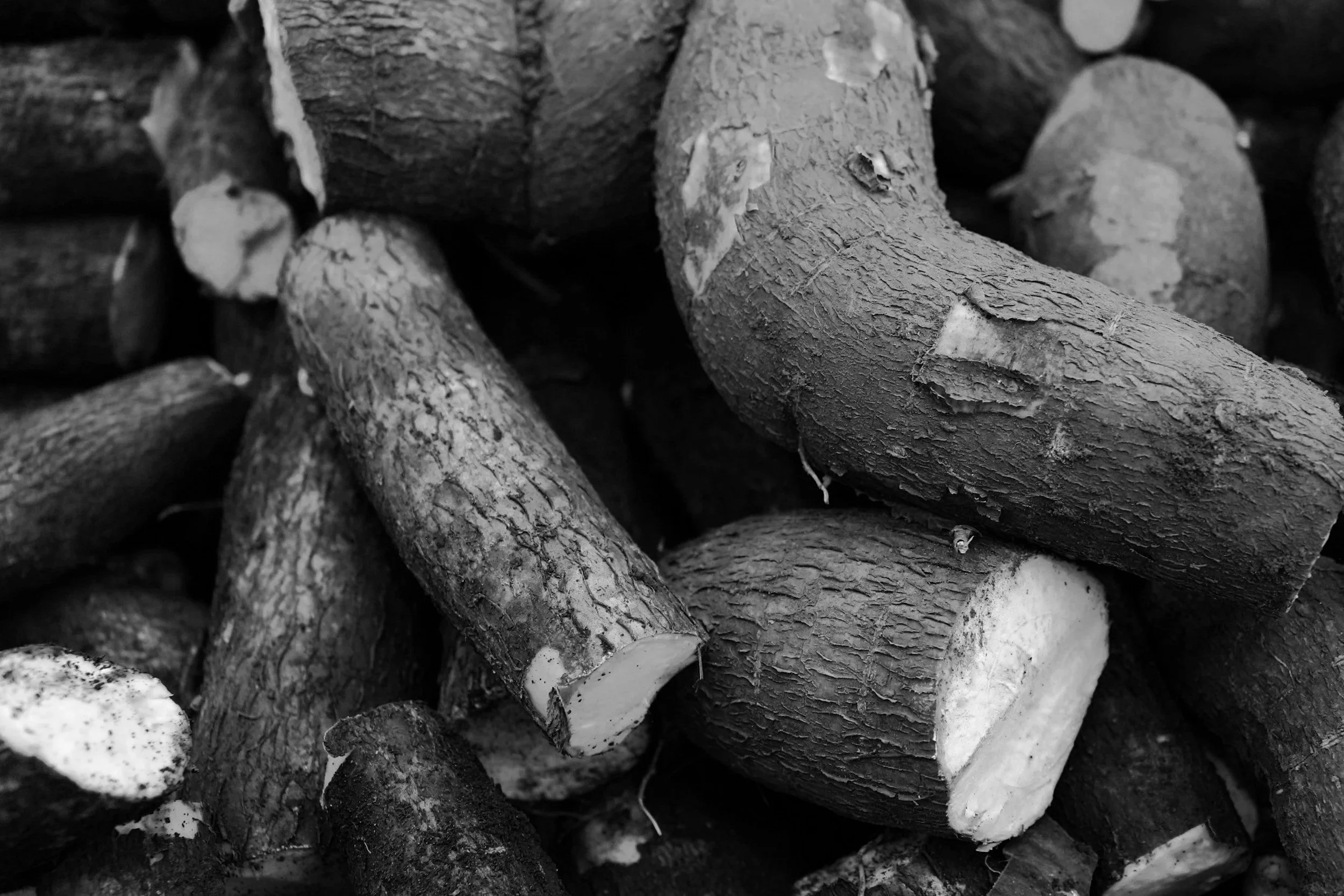Yucca Root.