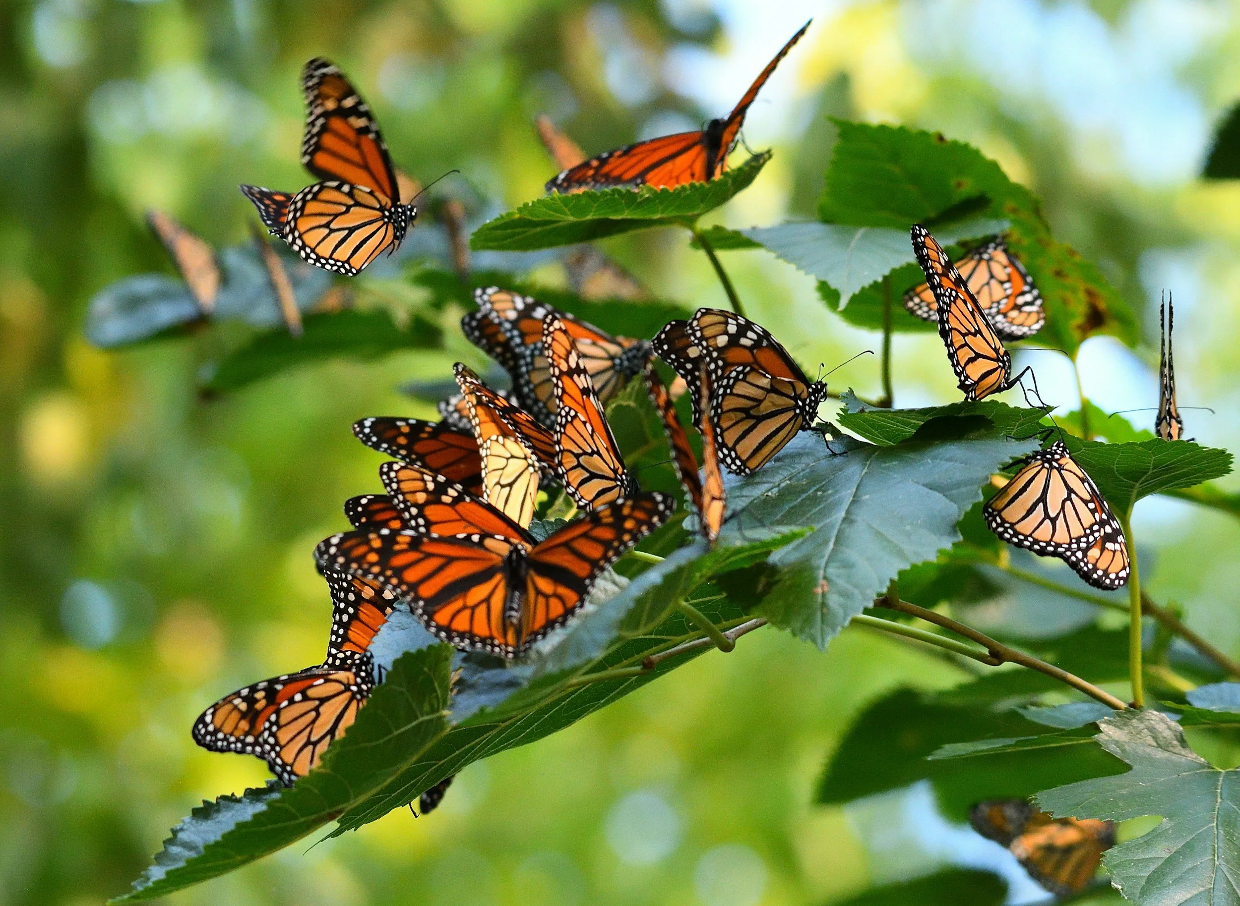 A Super-Colony of Monarch Butterflies.