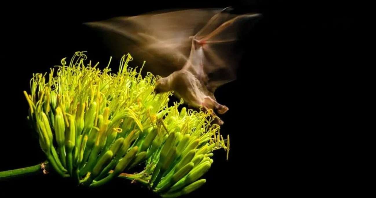 Mexican Long-Nosed Bats Migrate North.