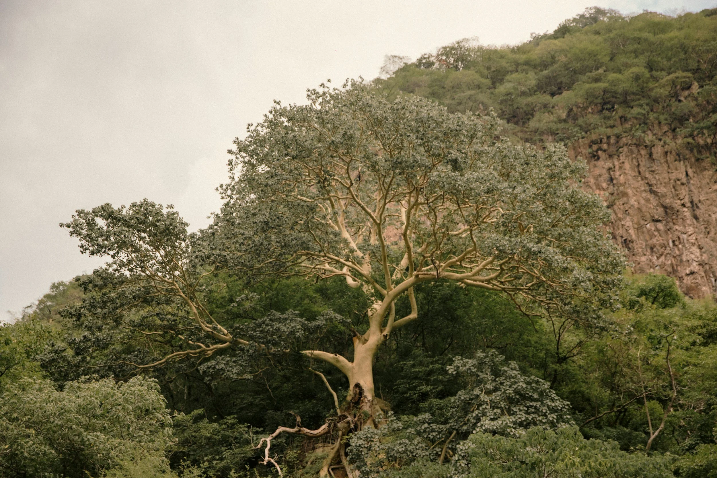 Environmental Recovery.