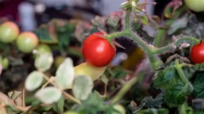 Space Tomatoes Ripen On Tiangong.
