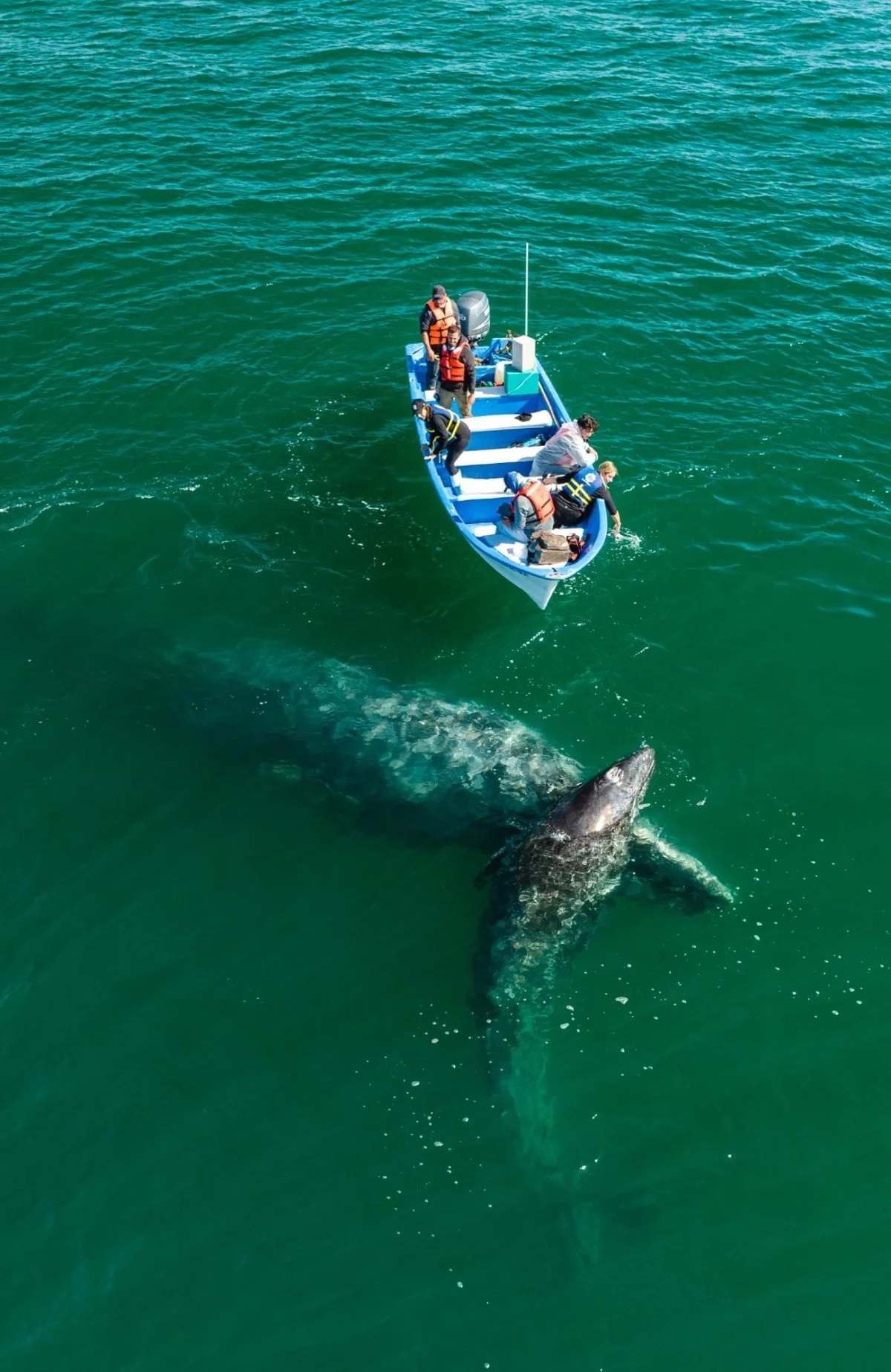 Friendly Whale Success Story at Laguna San Ignacio.