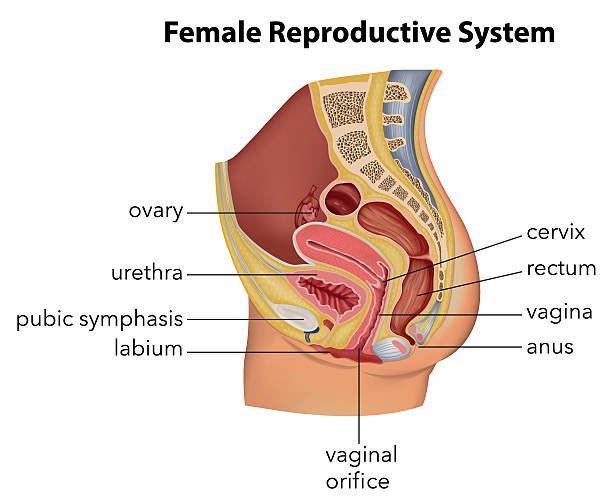 Diagram of the female reproductive system showing the ovary, cervix, rectum, vagina, anus, vaginal orifice, labium, pubic symphysis, and urethra.