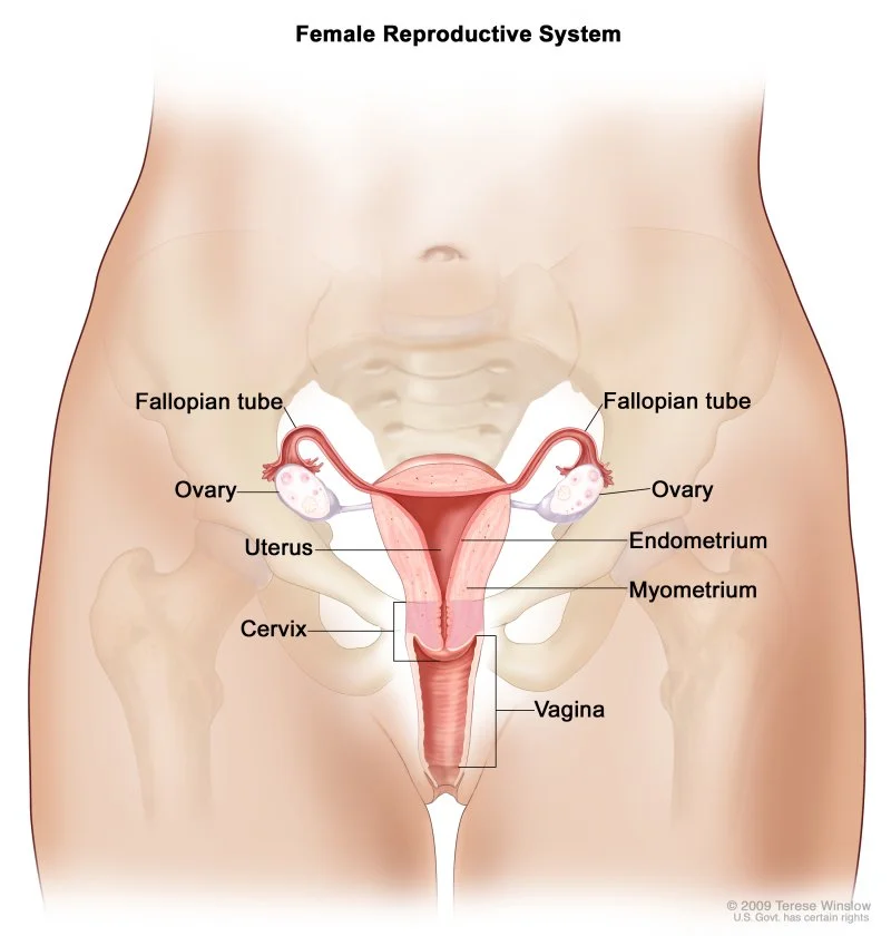 Diagram of female reproductive system showing ovaries, fallopian tubes, uterus, cervix, endometrium, myometrium, and vagina.