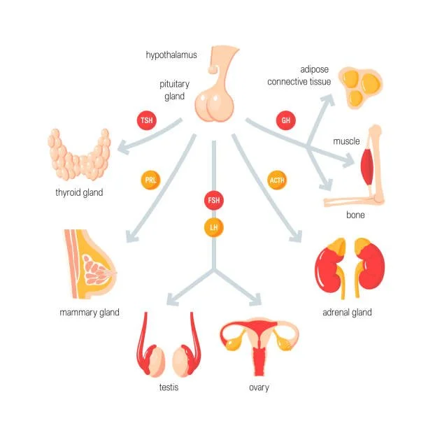 Diagram showing the hormonal regulation of various glands and tissues, including the hypothalamus, pituitary gland, thyroid gland, mammary gland, testis, ovary, adrenal gland, muscle, bone, and adipose tissue, with arrows indicating hormone influence.