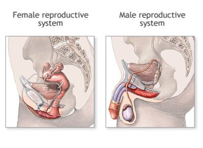 Diagram comparing female and male reproductive systems, showing internal anatomy and structures.