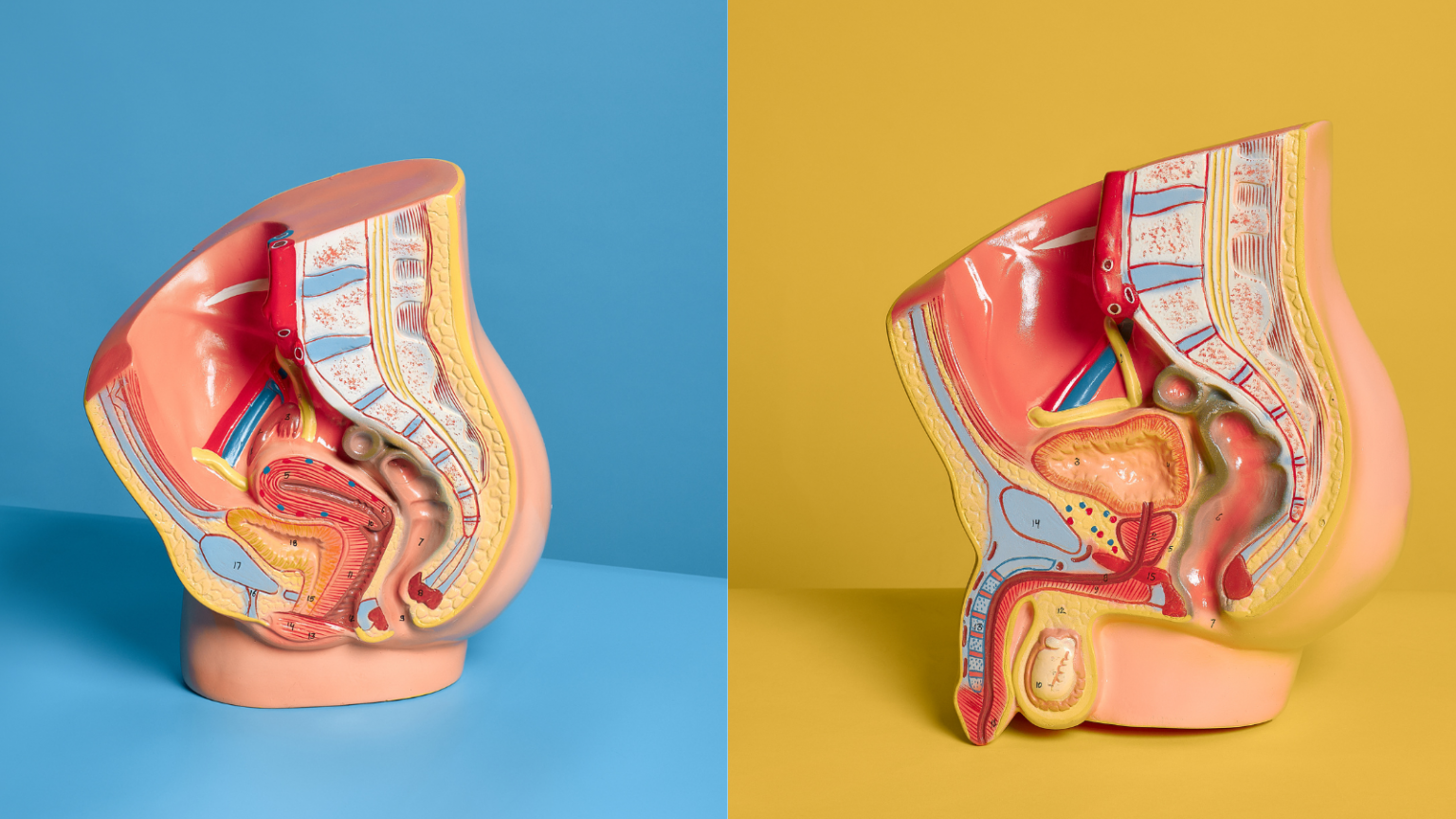 A life-size anatomical model of the female reproductive system, shown from two angles on blue and yellow backgrounds.
