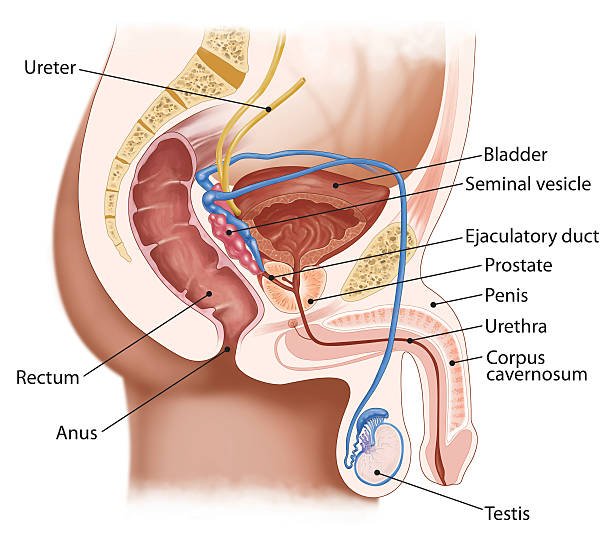 Diagram of the male reproductive and urinary system showing the ureter, bladder, seminal vesicle, ejaculatory duct, prostate, penis, urethra, corpus cavernosum, testis, scrotum, rectum, and anus.