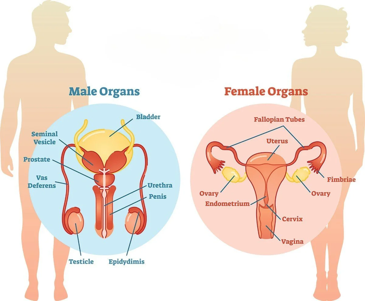 Diagram showing male and female reproductive organs. Male organs include bladder, seminal vesicle, prostate, vas deferens, urethra, penis, testes, and epididymis. Female organs include fallopian tubes, uterus, ovary, endometrium, cervix, and vagina.