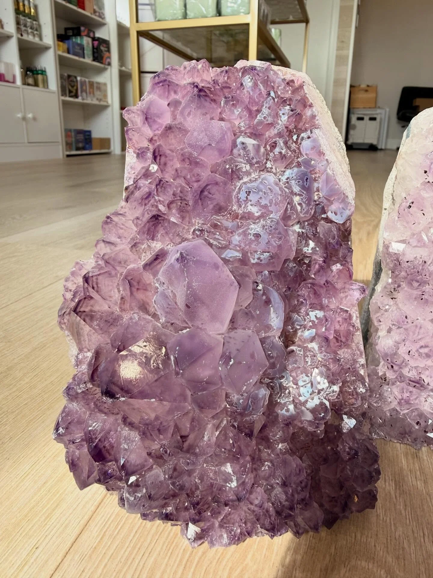 Ok, these lamps are juicy and bold 😍😍 no filter, just natural sunlight shining on these beauties ☀️ what one is your favorite???