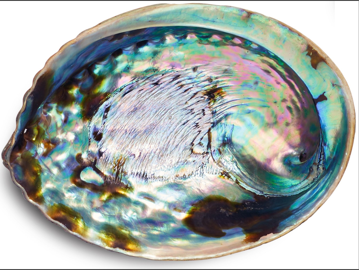 abalone shell.png