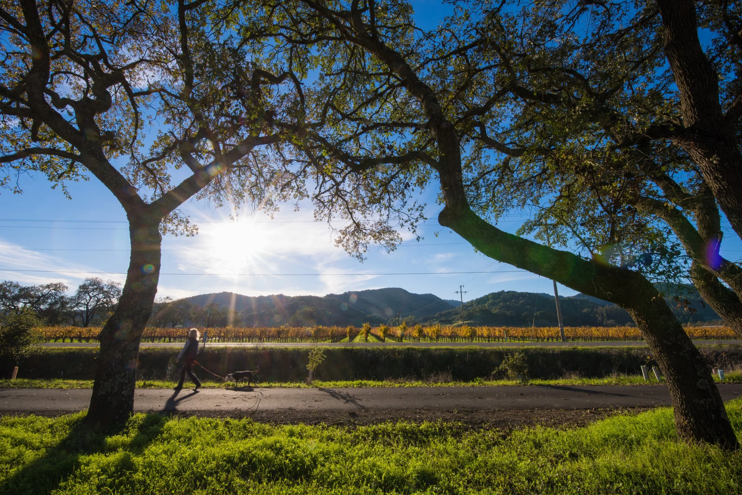 A person walking a dog on a sunny day, framed by tree branches with leaves, with a vineyard and mountains in the background.