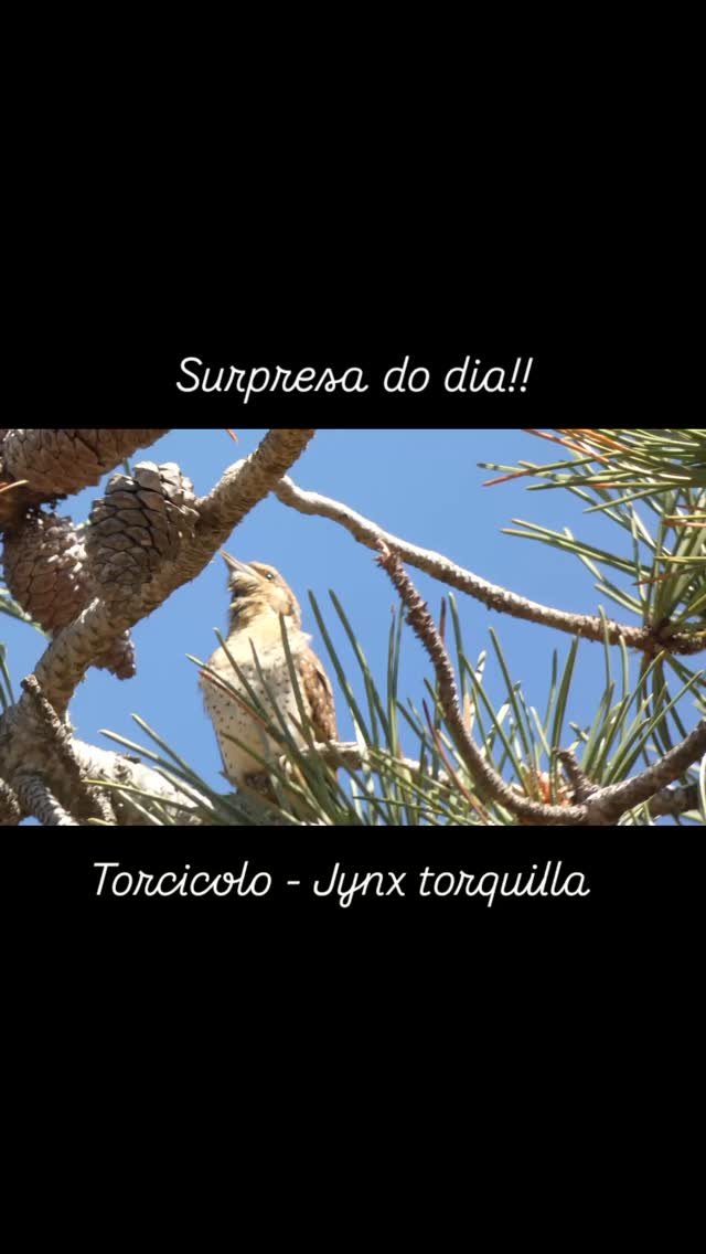 🌟 Queres ver, ouvir e fotografar esta e outras aves da Ria Formosa?
👉 Agenda um passeio connosco!
ENGLISH
🌟 Do you want to see, hear and photograph this and other birds of Ria Formosa?
👉 Book a tour with us!