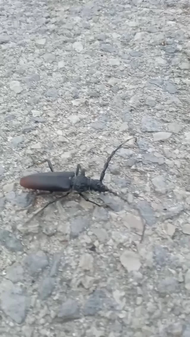 🌞 O ameaçado Longicórnio ("Cerambyx cerdo")
Mais um habitante da zona Rural de Loulé!
Visite o nosso site e planeie um passeio connosco!
🌞 The endangered Longicorn ("Cerambyx cerdo")
Another resident of th