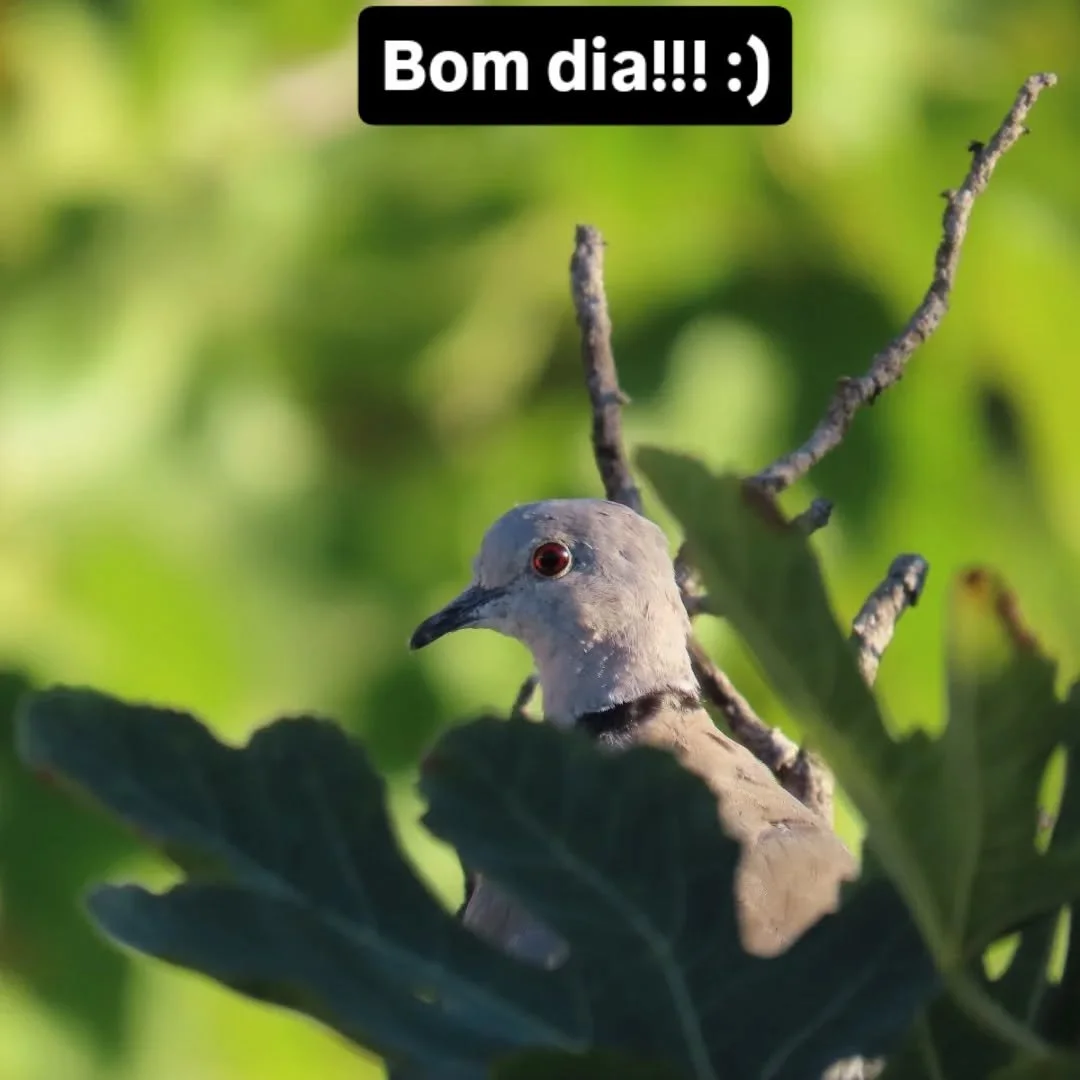 🐦 Birdwatch Walks? 👉 Text for more info!