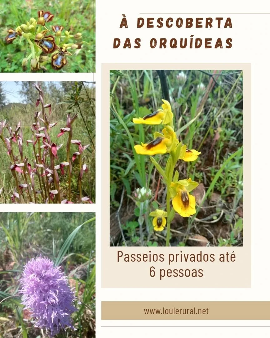 👀 Come&ccedil;am a aparecer as primeiras Orqu&iacute;deas Silvestres no Algarve! 
👉 Vem descobrir e fotografar estas e outras maravilhas do Barrocal Algarvio! 
💚 Envia mensagem para mais informa&ccedil;&otilde;es ou partilhas! 

👀 The first wild 