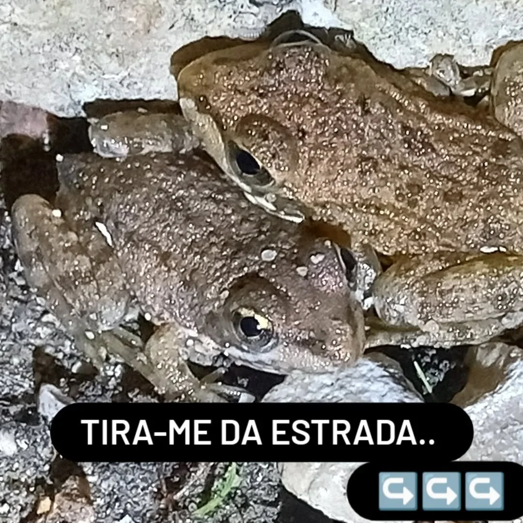 🚨 ATEN&Ccedil;&Atilde;O!! 🐸

👉 Chuva e humidade com temperaturas ainda quentes, trazem para a estrada v&aacute;rios anf&iacute;bios, como estas r&atilde;s verdes. Se as vires, ajuda: tira-las da estrada!! 

🚨 ATTENTION!! 🐸 

👉 Rain and humidity