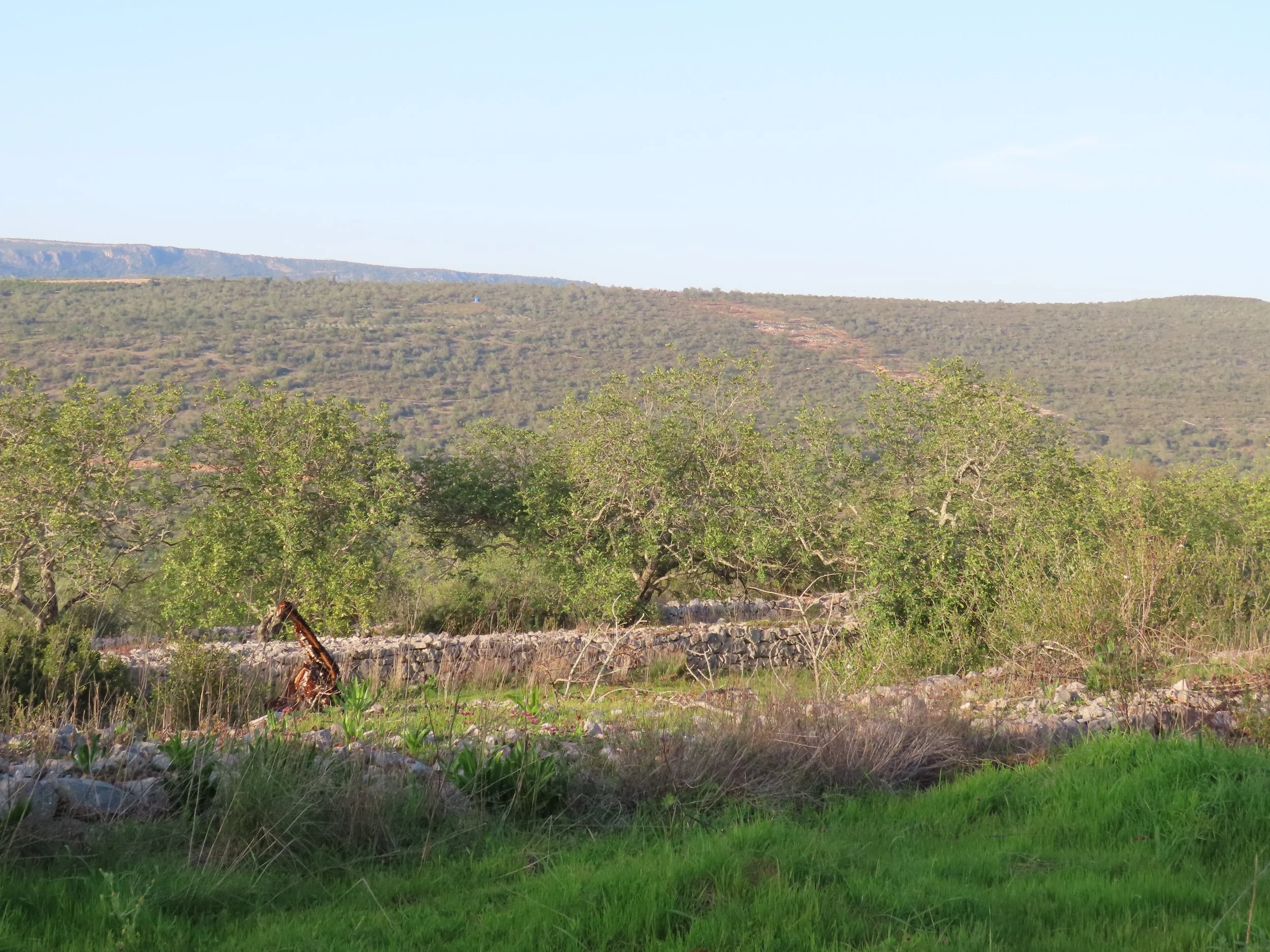 Carob: From the Stone Walls to the Table
