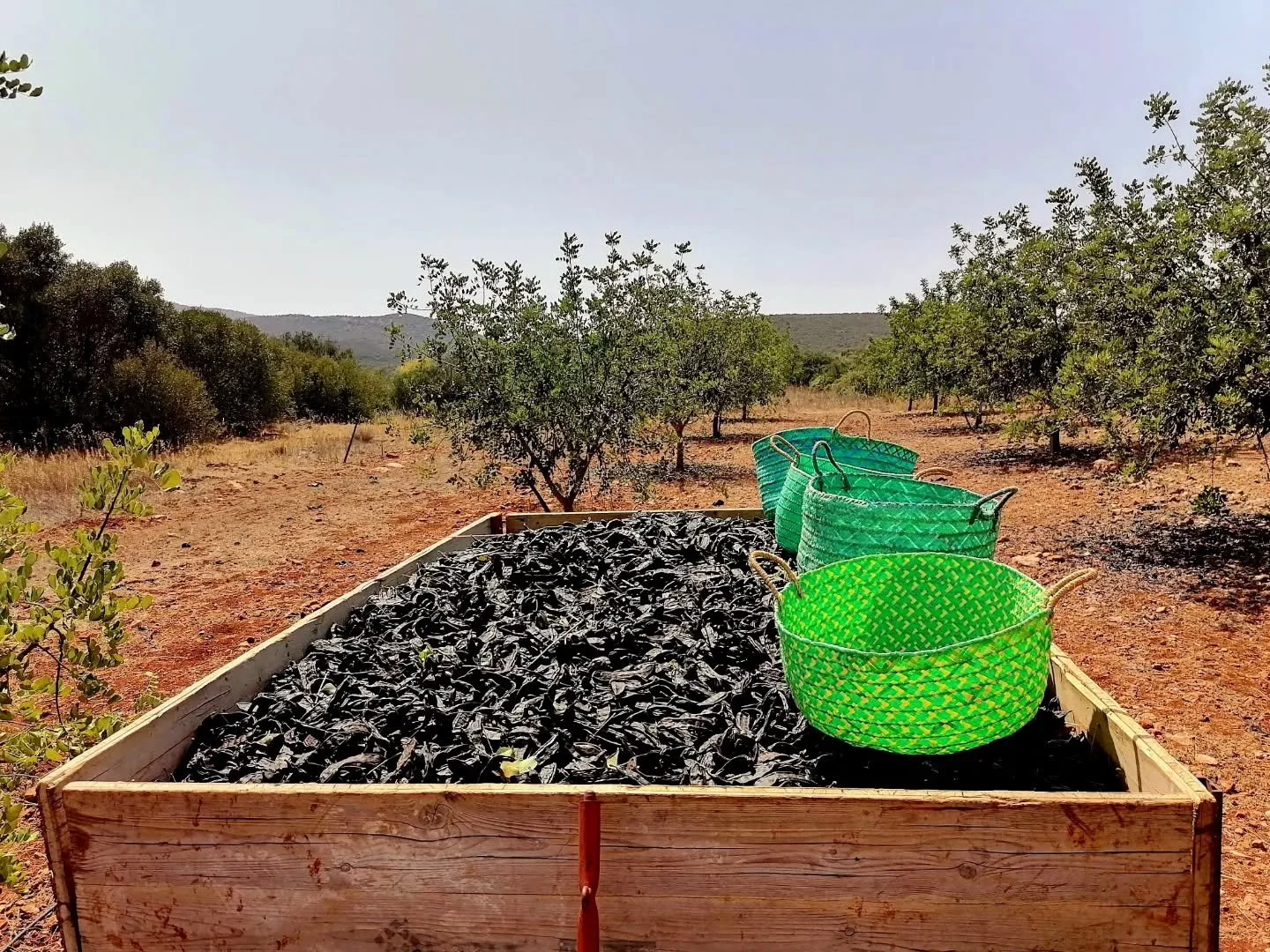 🌿✨ One, Two, Three Delights of the Algarve!

Among breathtaking landscapes, local traditions, and irresistible aromas, this experience takes you on a journey through the three most iconic flavors of Algarve&rsquo;s traditional sweets: fig, almond, a