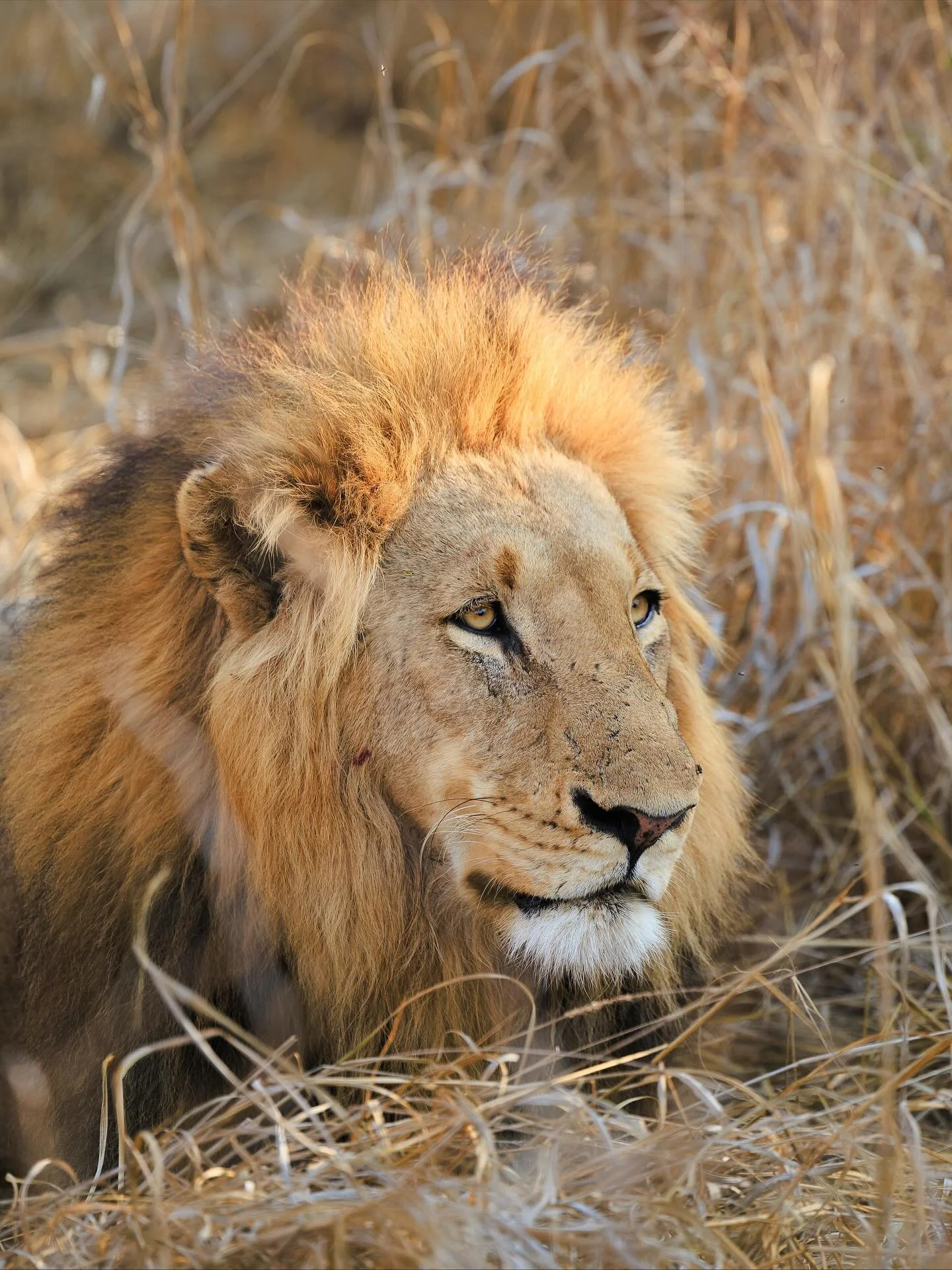 I wasn&rsquo;t prepared for how moved I&rsquo;d be witnessing these animals in the wild.. seeing such primal raw forces, making eye contact &amp; being within feet of animals that could kill me in seconds made my heart beat a bit faster, filling my b