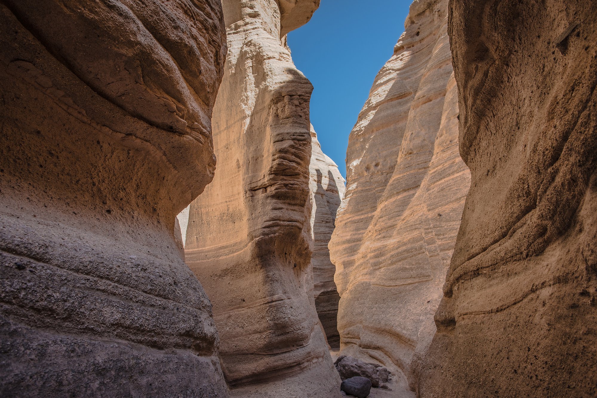 KKC_Forked Shadow_2979.jpg