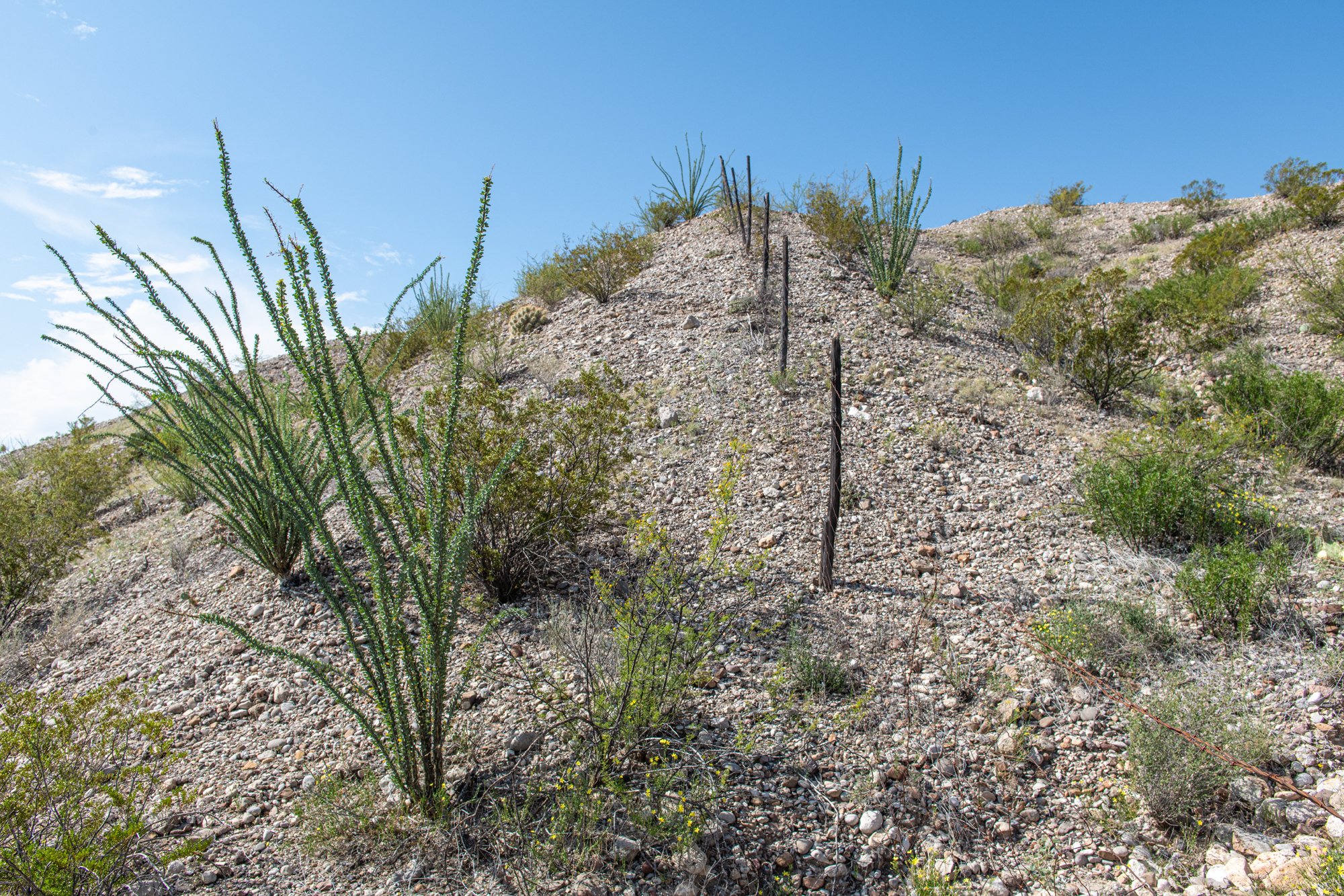 BBC_Ocotillo fence_7807.jpg