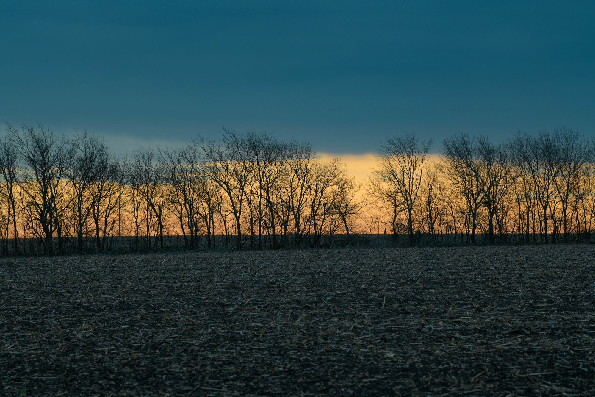 Sunrise Trees, Blackland Prairie