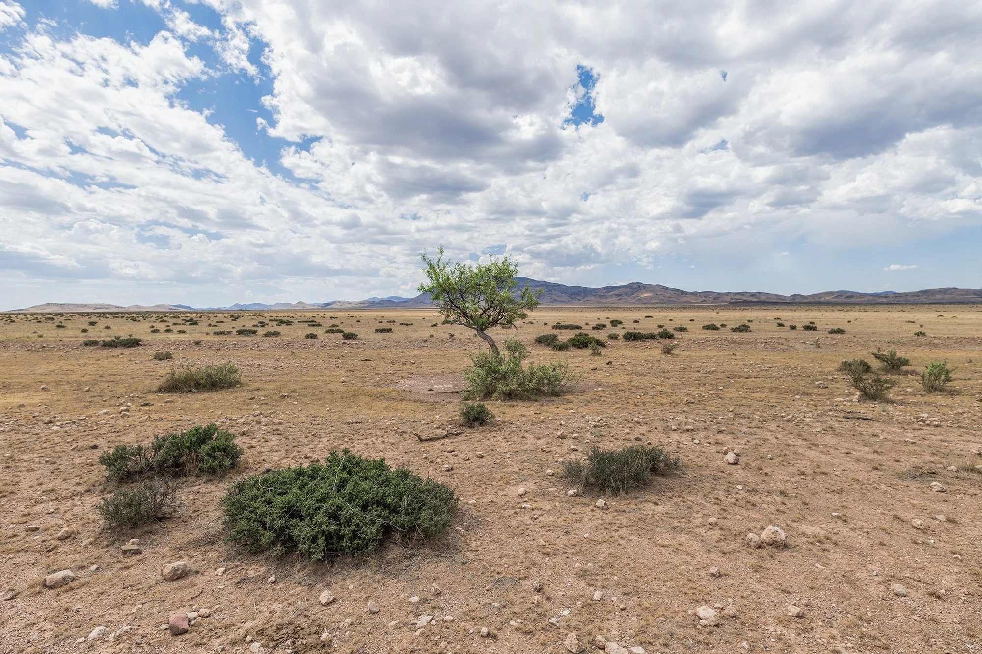 WTC_ Roadside Tree_4669.jpg
