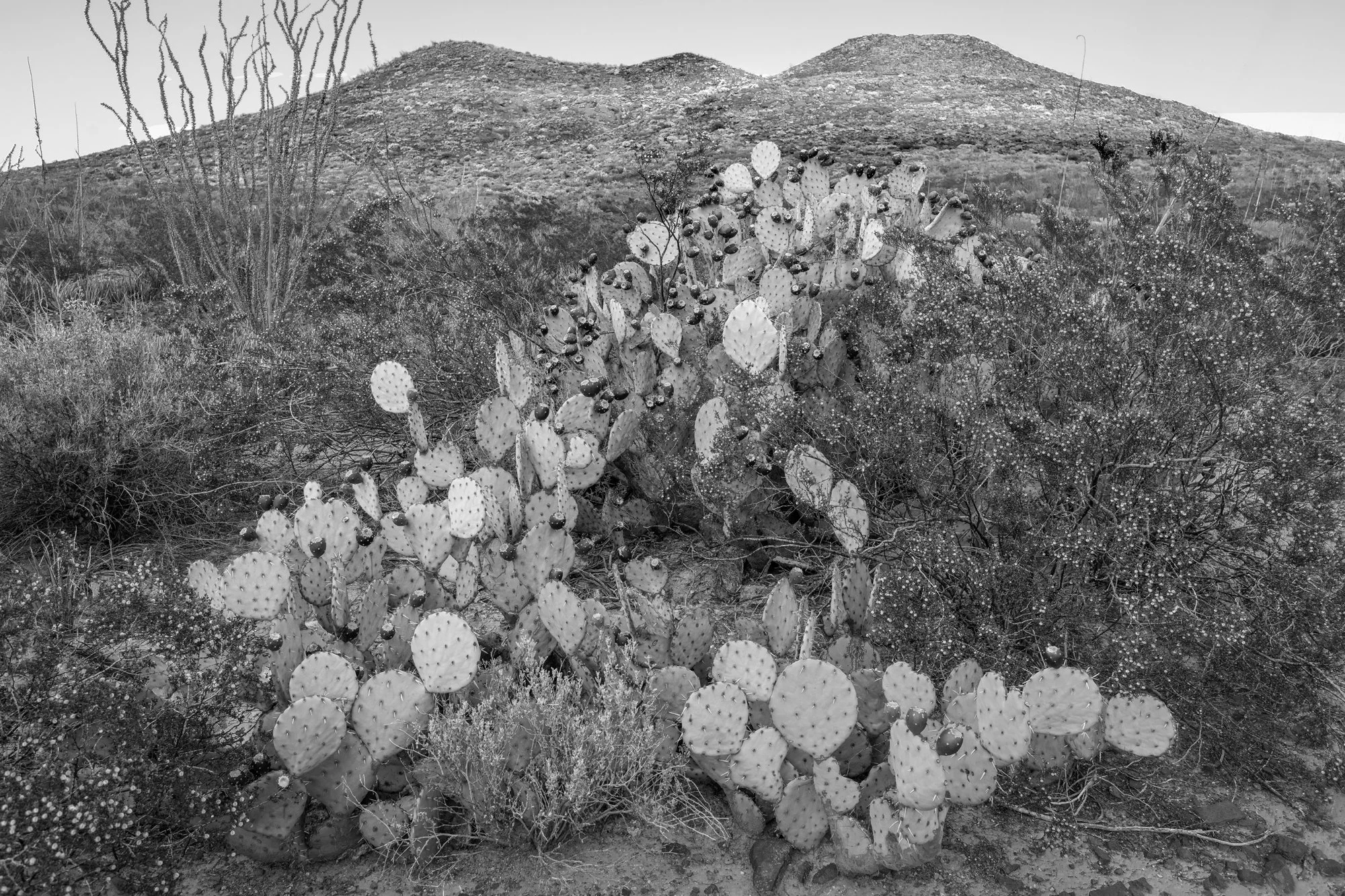 Prickly Pear