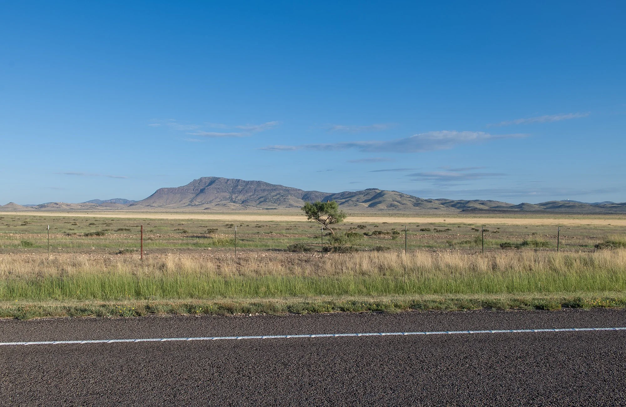WTC_Roadside Tree_9705.jpg