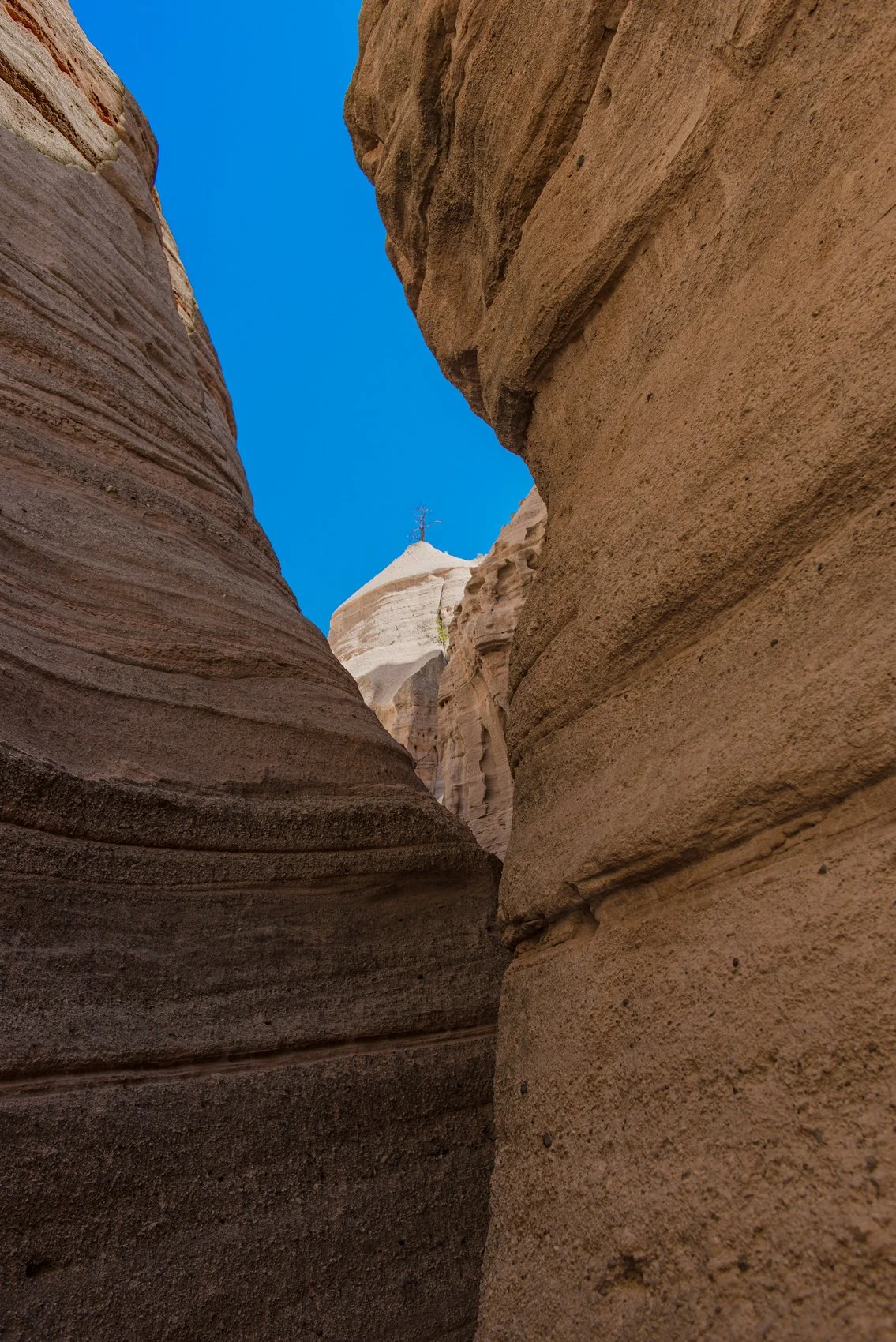 KKC_Dead Tree_2981.jpg