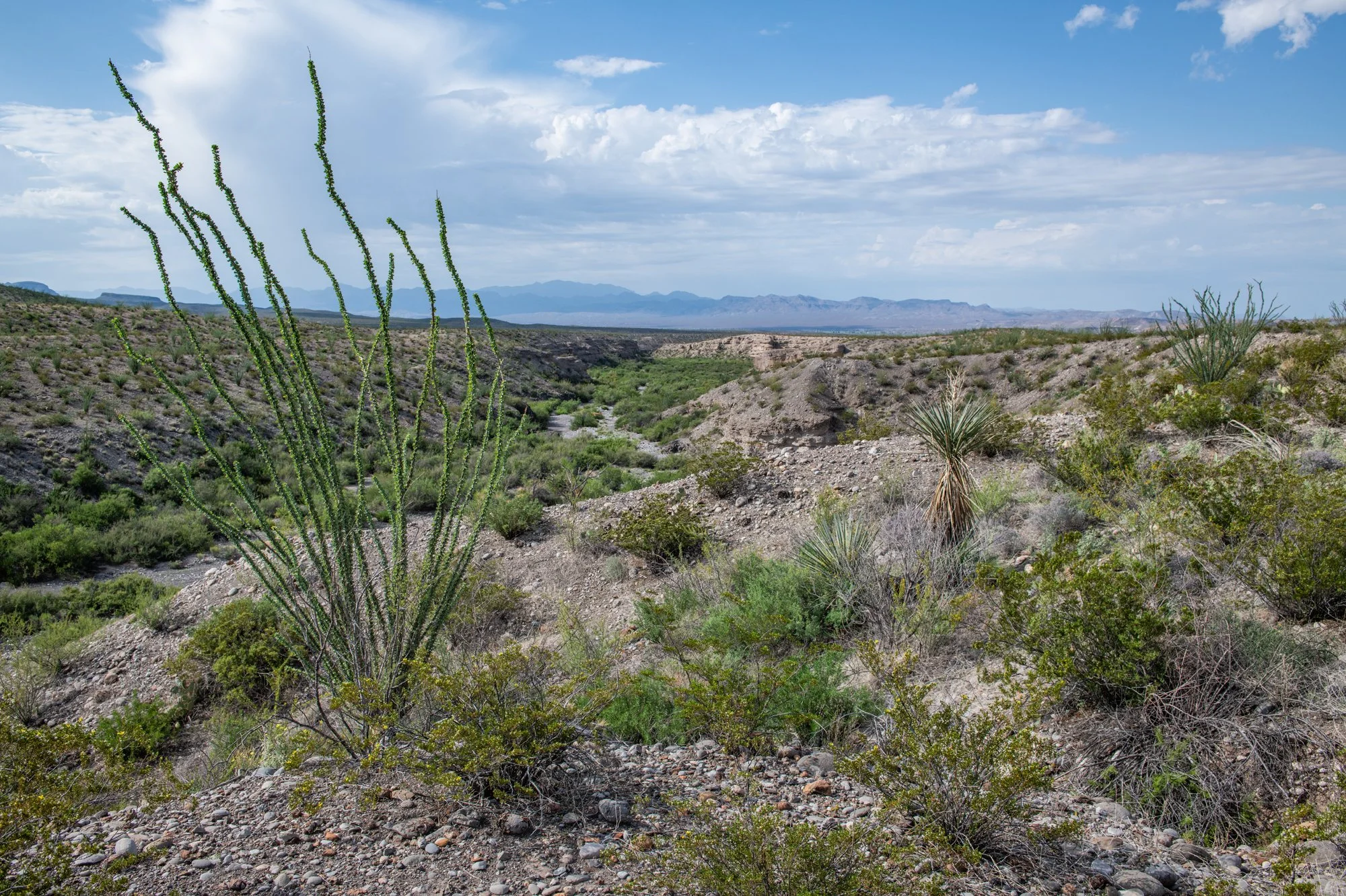 BBC_Big Bend Ranch_7790.jpg