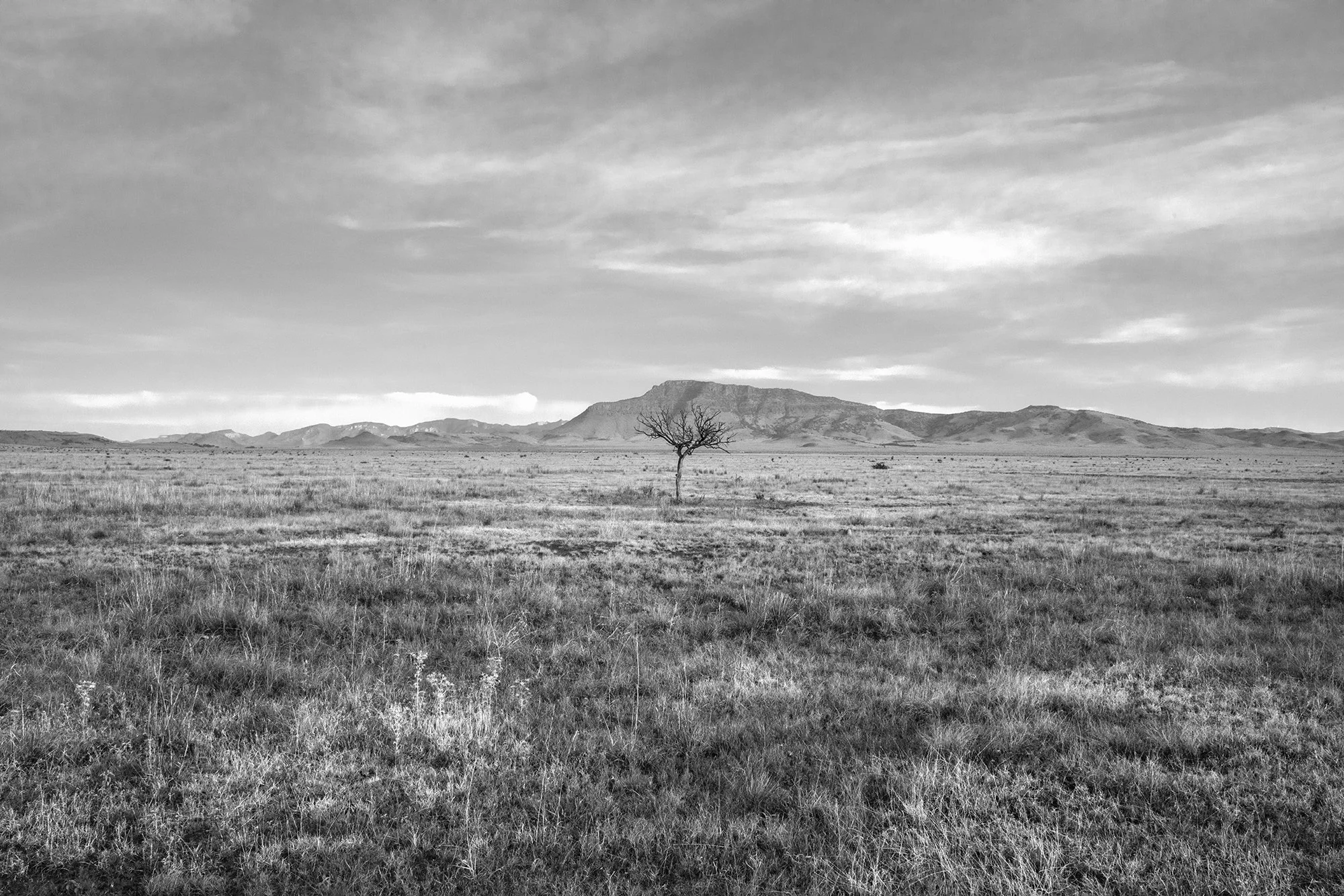 Roadside Tree Hwy 17 gs